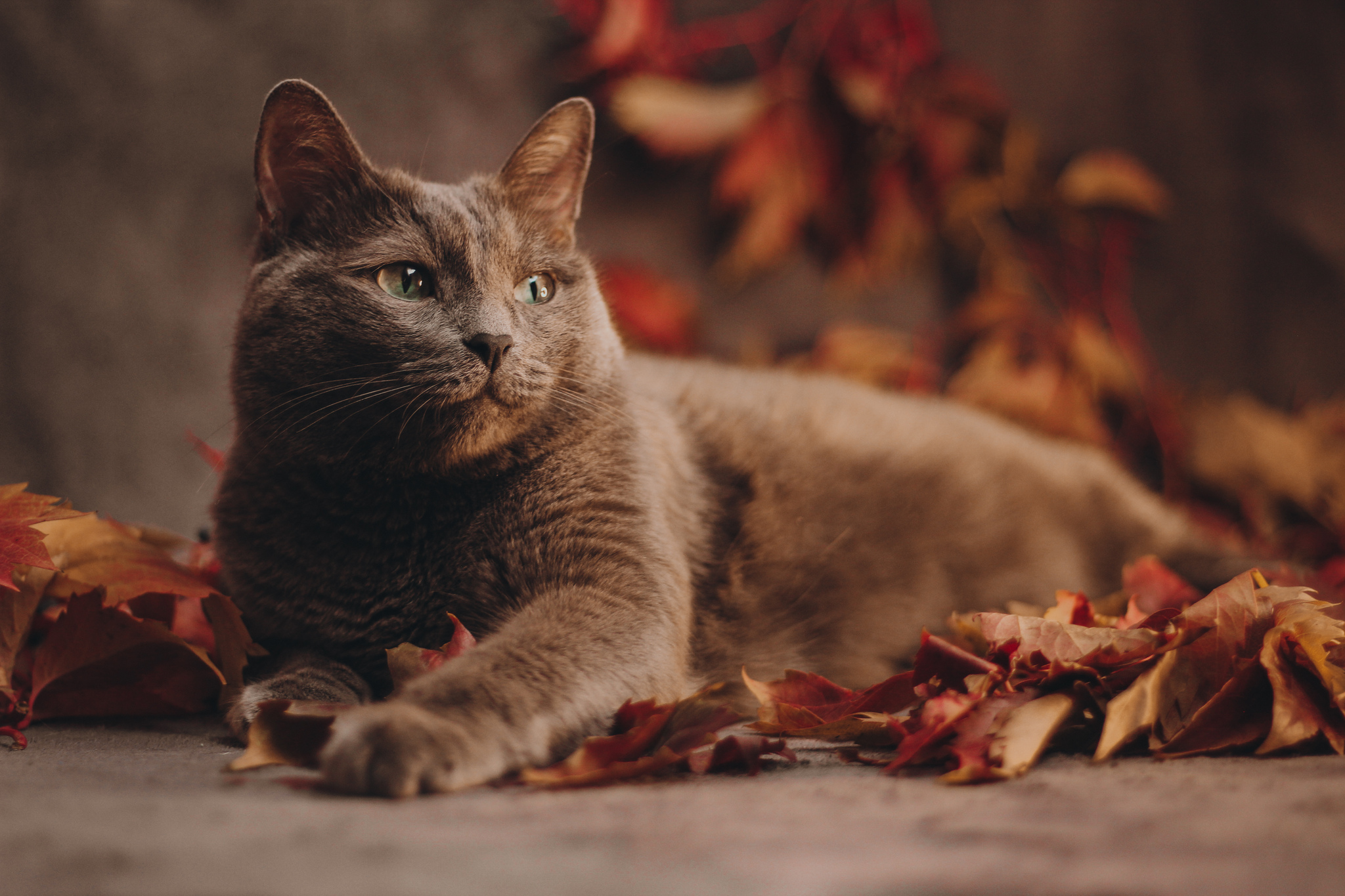 This is such a cutie with my cat. Shot on Canon 600d + 50 1,8stm - My, The photo, Beginning photographer, Autumn, Leaves, Longpost