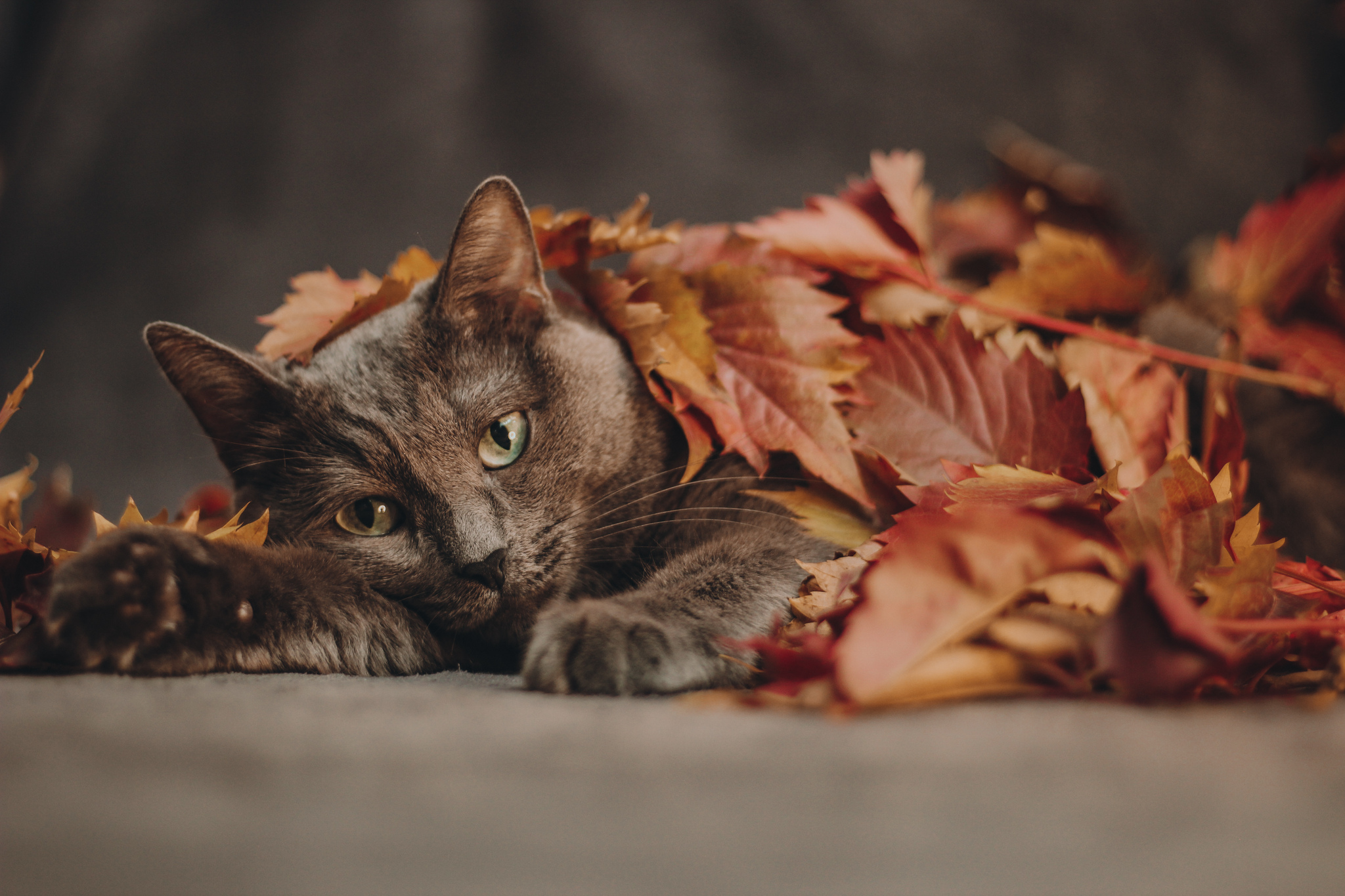 This is such a cutie with my cat. Shot on Canon 600d + 50 1,8stm - My, The photo, Beginning photographer, Autumn, Leaves, Longpost