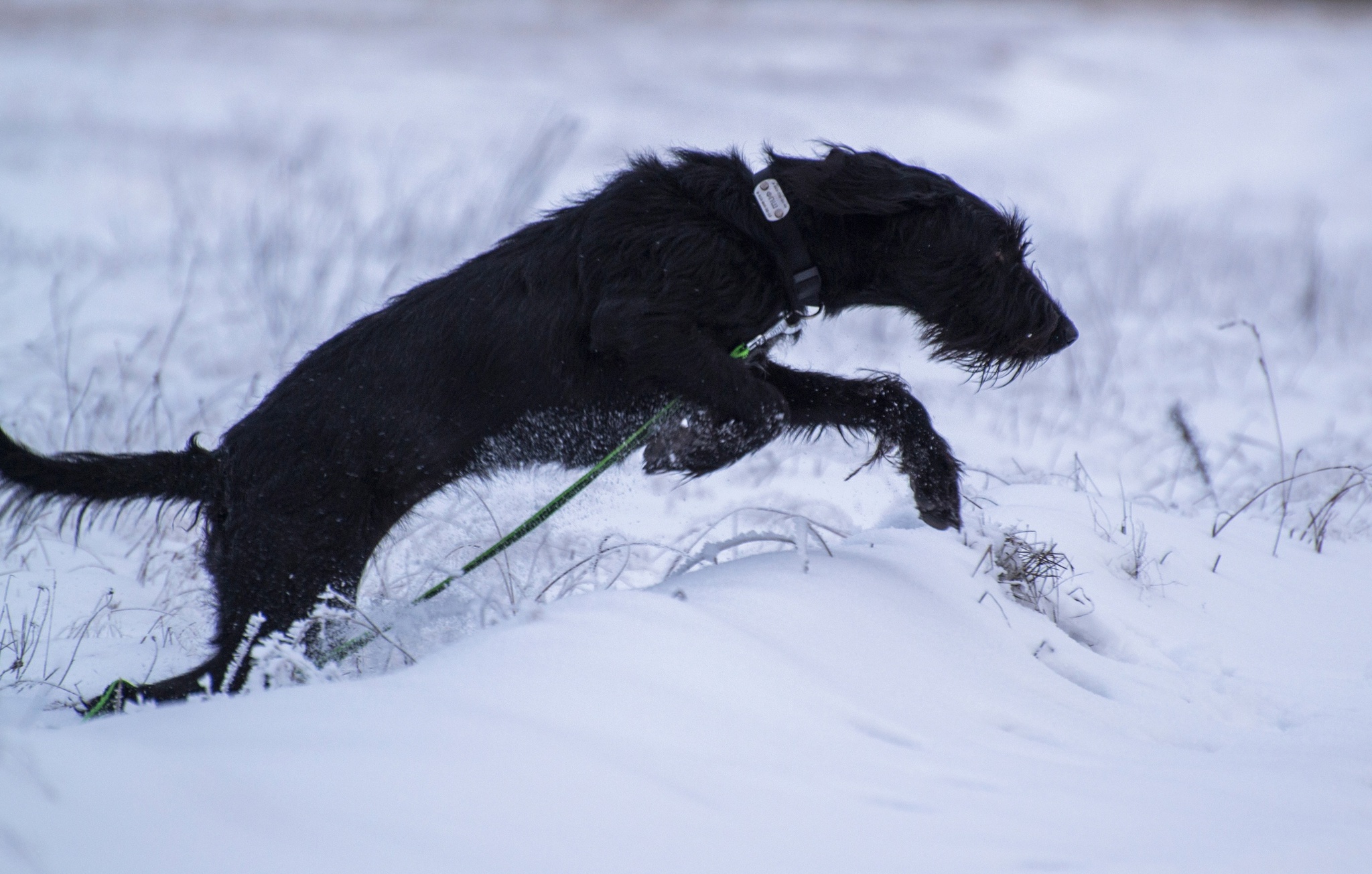 Rafa - charming and irresistible - My, Helping animals, In good hands, Dog, Pets, Giant schnauzer, Schnauzers, Moscow, Tver region, Longpost