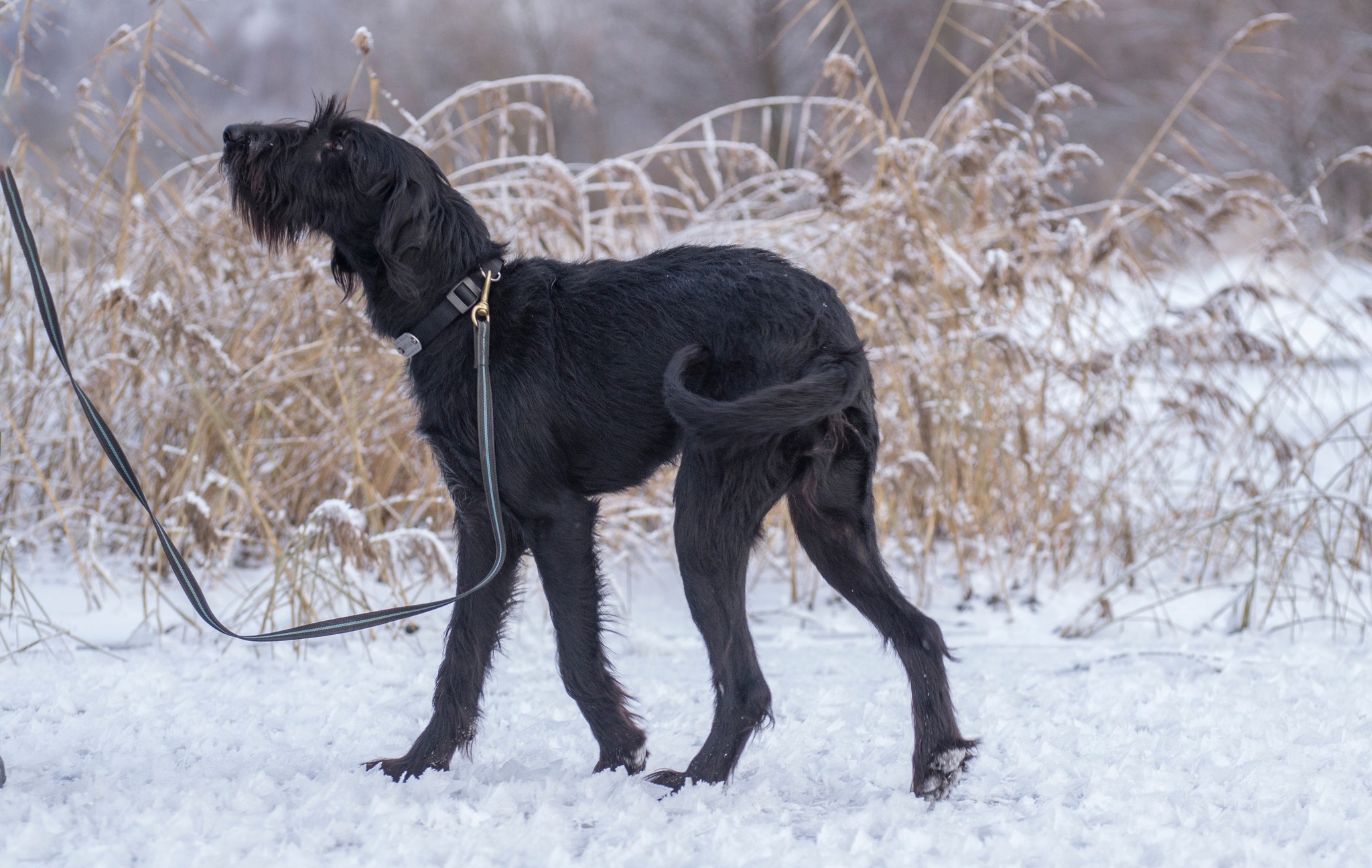 Rafa - charming and irresistible - My, Helping animals, In good hands, Dog, Pets, Giant schnauzer, Schnauzers, Moscow, Tver region, Longpost