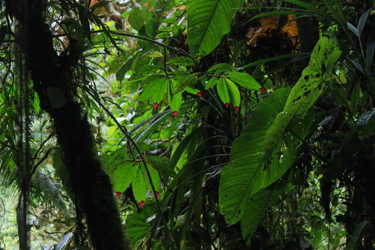 The jungle is calling - My, Ecuador, Plants, Nature, Tropics, Jungle, Orchids, wildlife, Exotic plants, Longpost