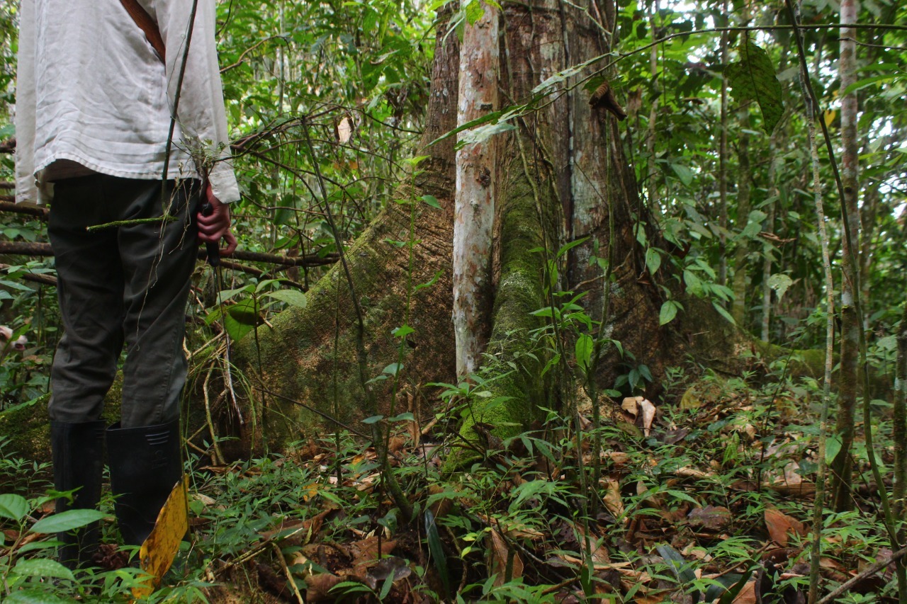 The jungle is calling - My, Ecuador, Plants, Nature, Tropics, Jungle, Orchids, wildlife, Exotic plants, Longpost