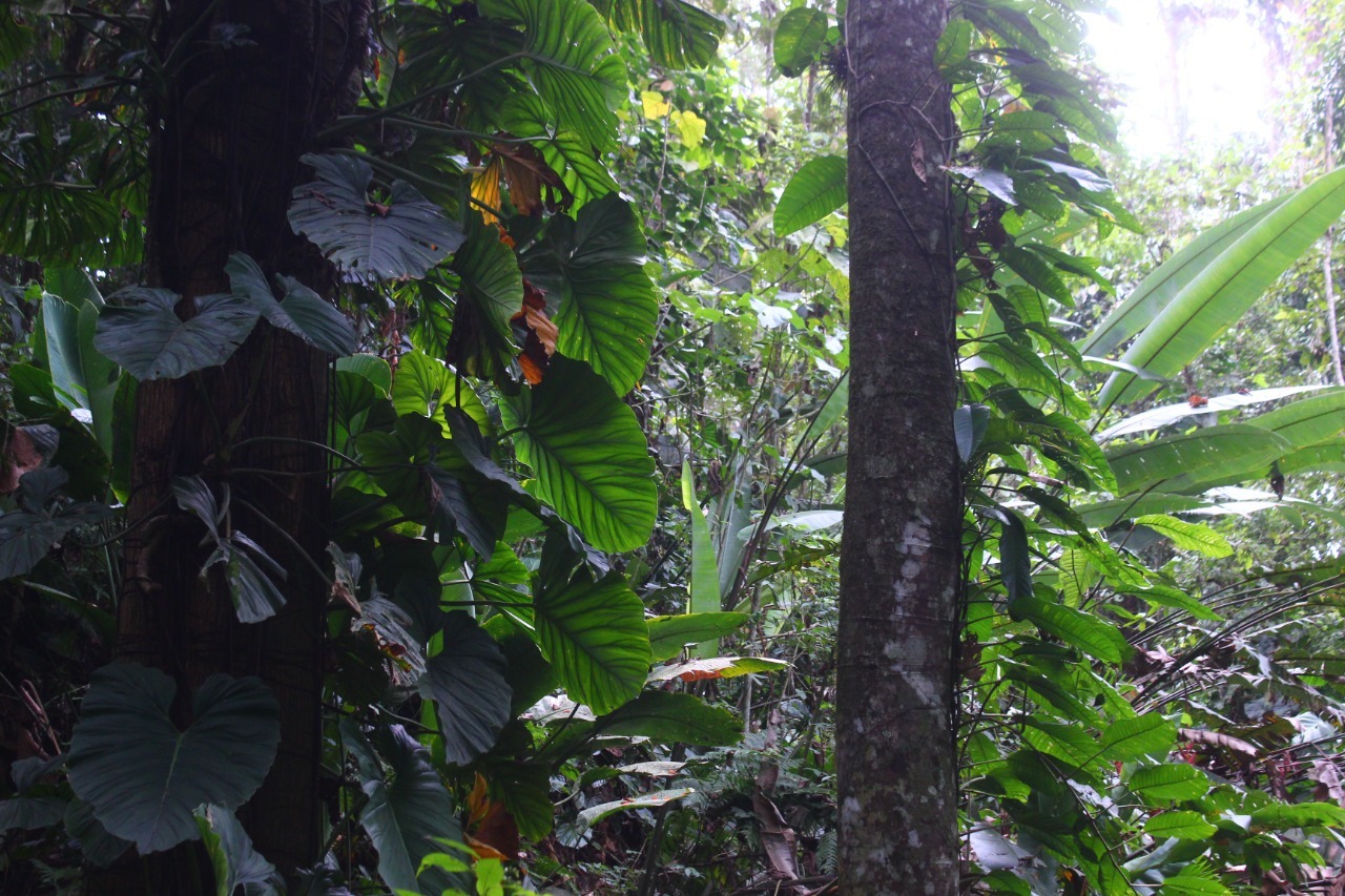 The jungle is calling - My, Ecuador, Plants, Nature, Tropics, Jungle, Orchids, wildlife, Exotic plants, Longpost