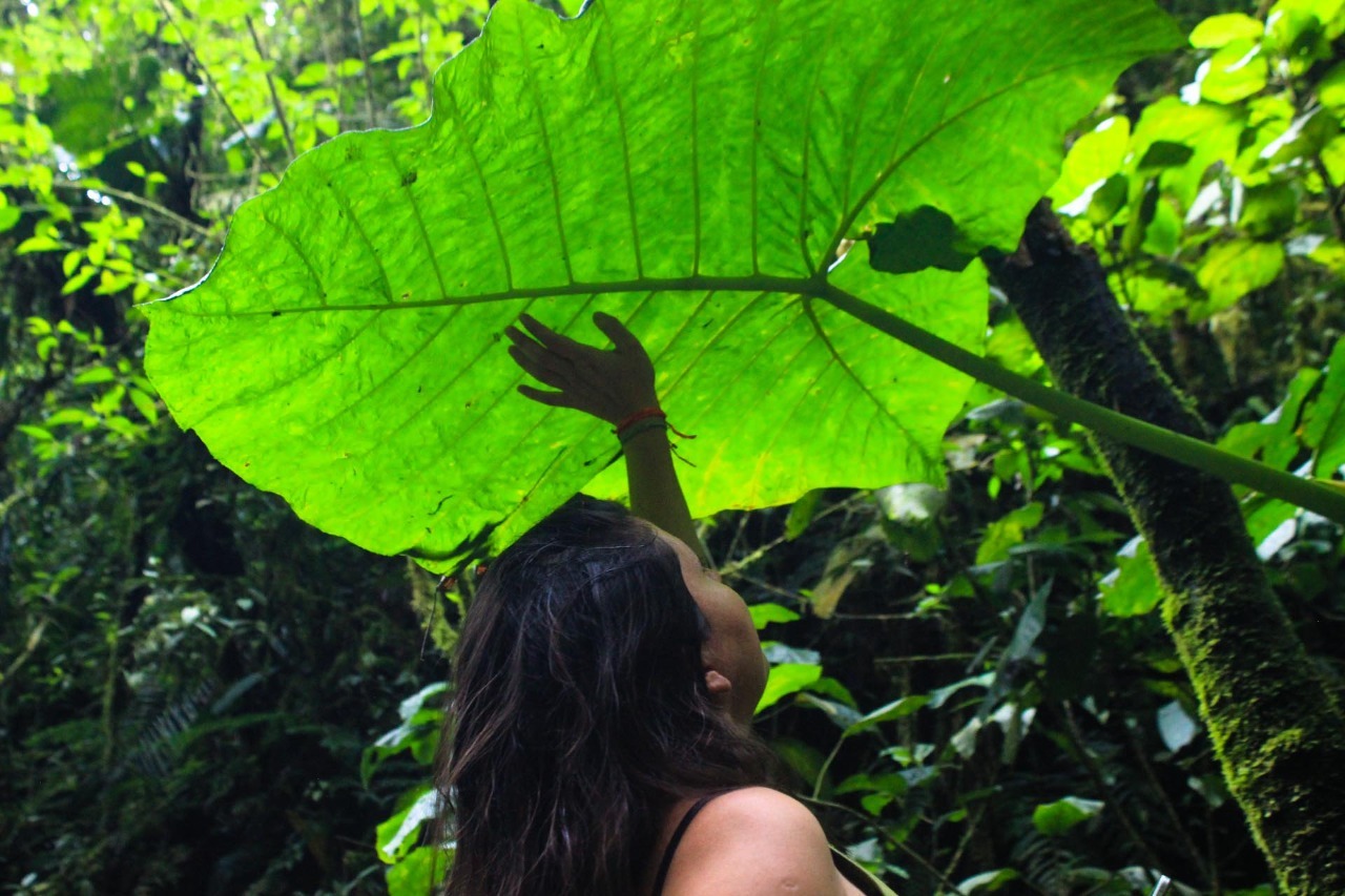 The jungle is calling - My, Ecuador, Plants, Nature, Tropics, Jungle, Orchids, wildlife, Exotic plants, Longpost