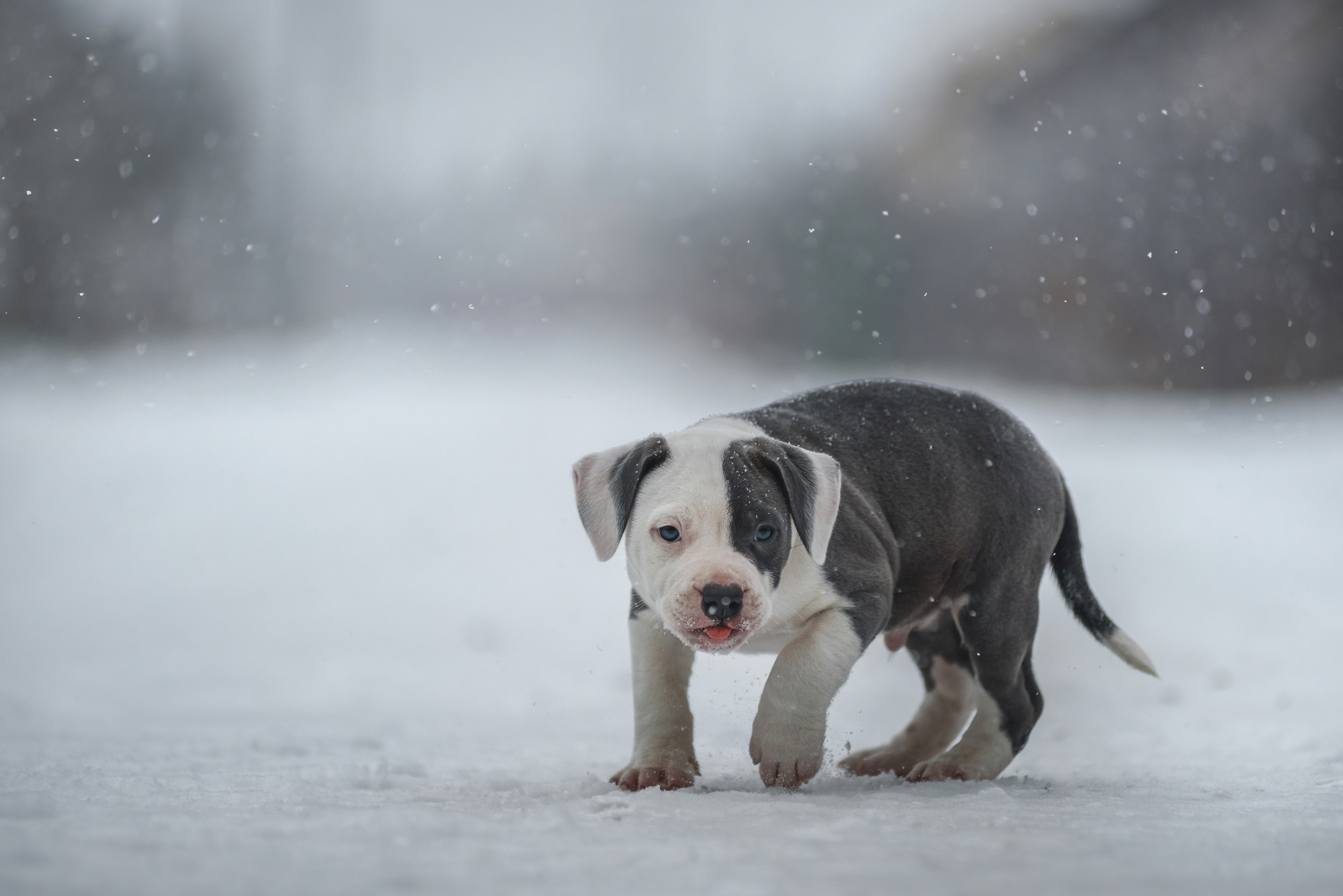 Amstaffs - My, The photo, Pets, Dog, Forest, Winter, Amstaff, Puppies, Longpost