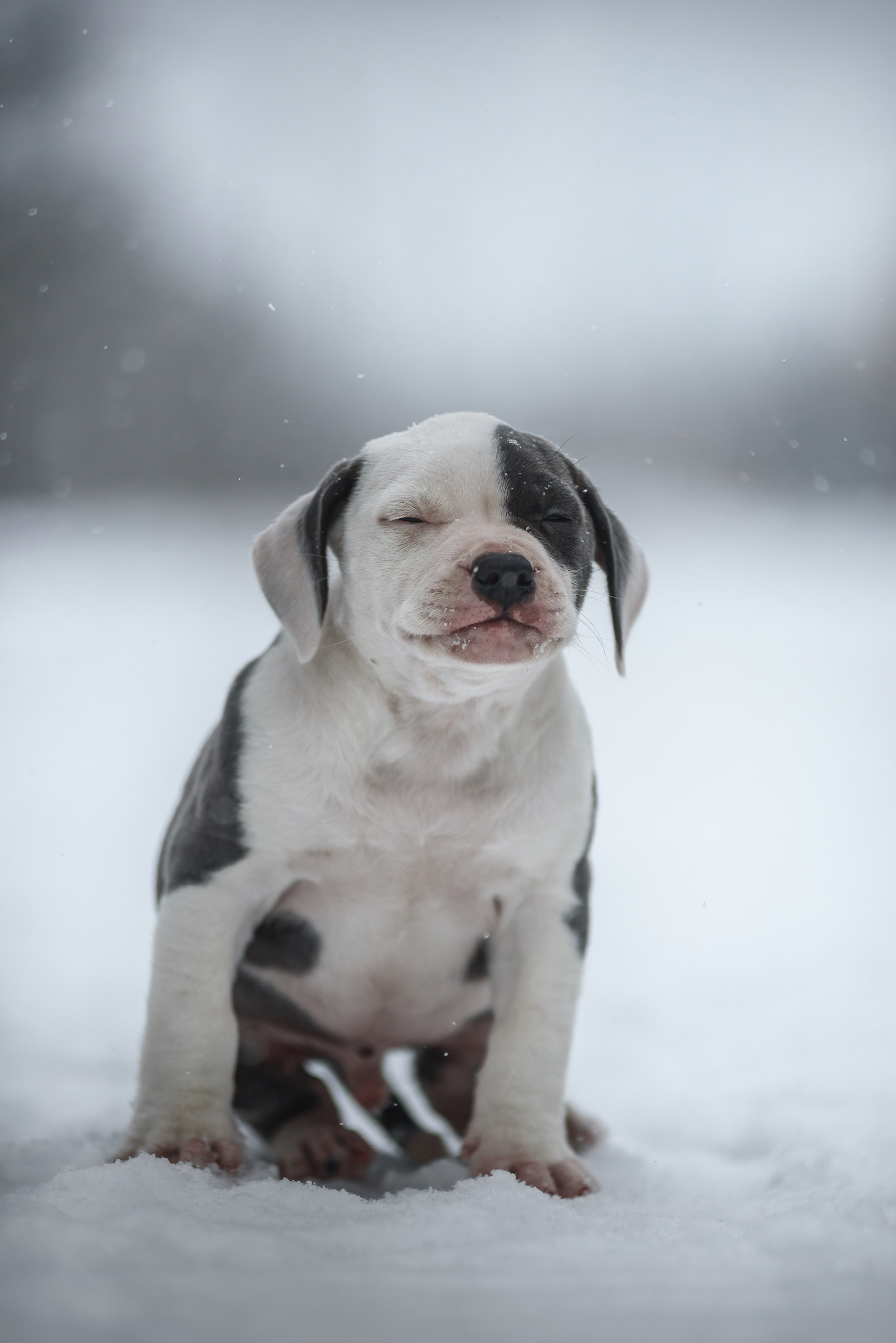 Amstaffs - My, The photo, Pets, Dog, Forest, Winter, Amstaff, Puppies, Longpost