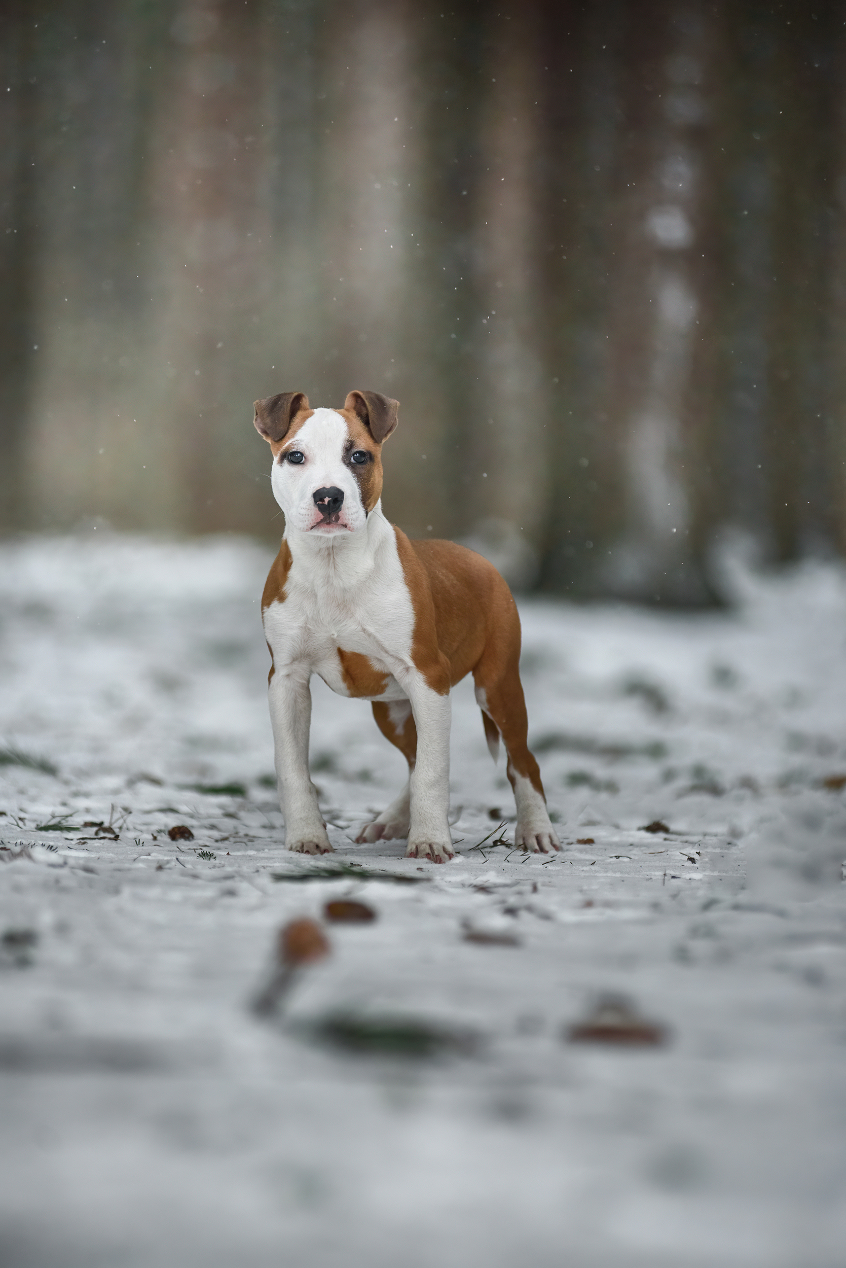 Amstaffs - My, The photo, Pets, Dog, Forest, Winter, Amstaff, Puppies, Longpost