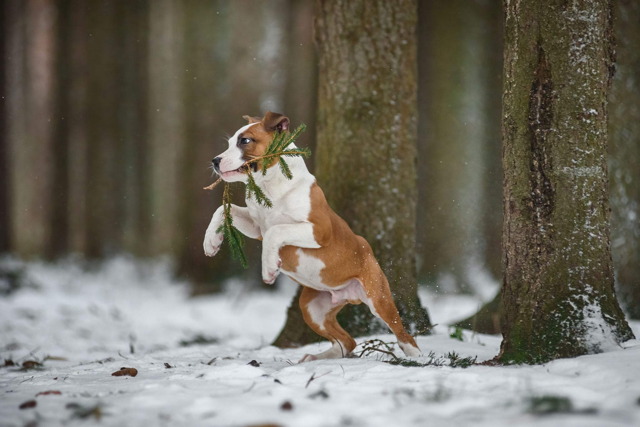 Amstaffs - My, The photo, Pets, Dog, Forest, Winter, Amstaff, Puppies, Longpost