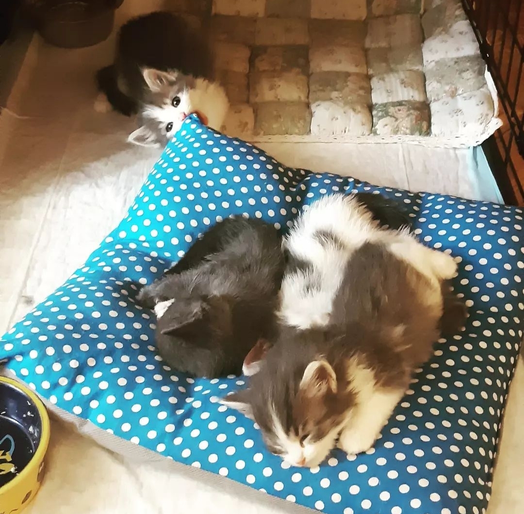 My Mohnopops - My, cat, Homeless animals, Tricolor cat, Kittens