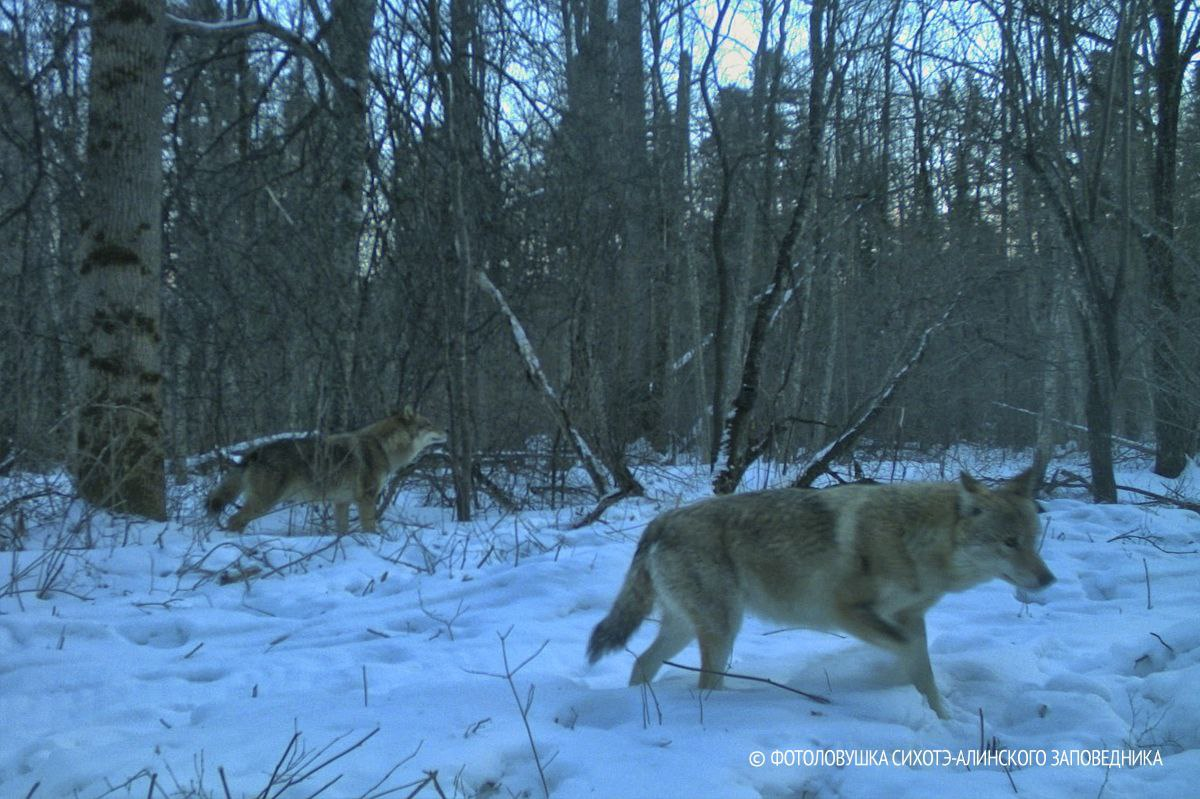 The heavy share of wolves in Primorye - Wolf, Sikhote-Alin, Sikhote-Alin Reserve, Wild animals, The photo, Phototrap, Canines, Predatory animals