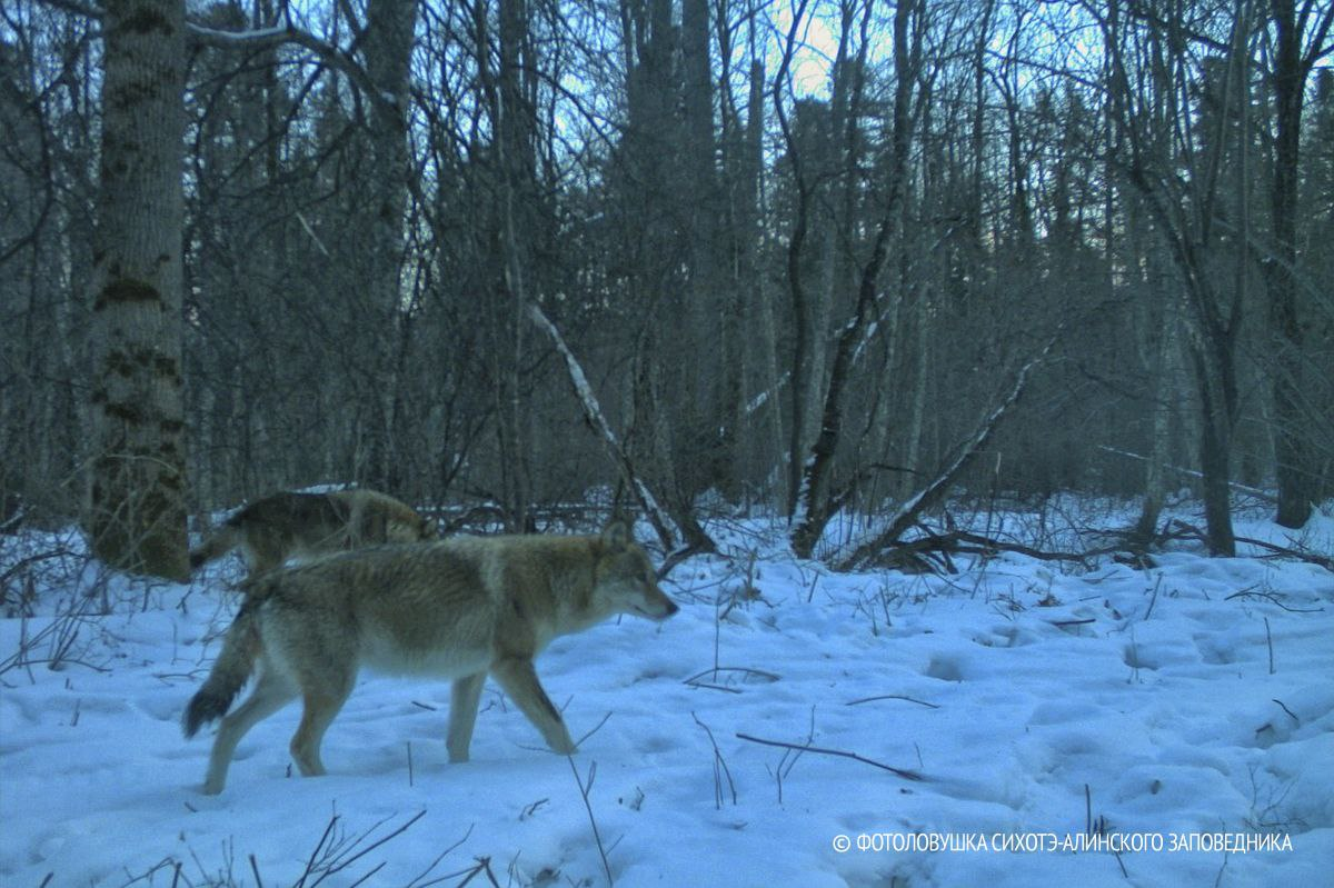 The heavy share of wolves in Primorye - Wolf, Sikhote-Alin, Sikhote-Alin Reserve, Wild animals, The photo, Phototrap, Canines, Predatory animals