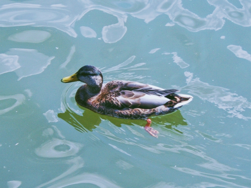 Ducks in the city park - My, The photo, Duck, Ufa, Canon350d