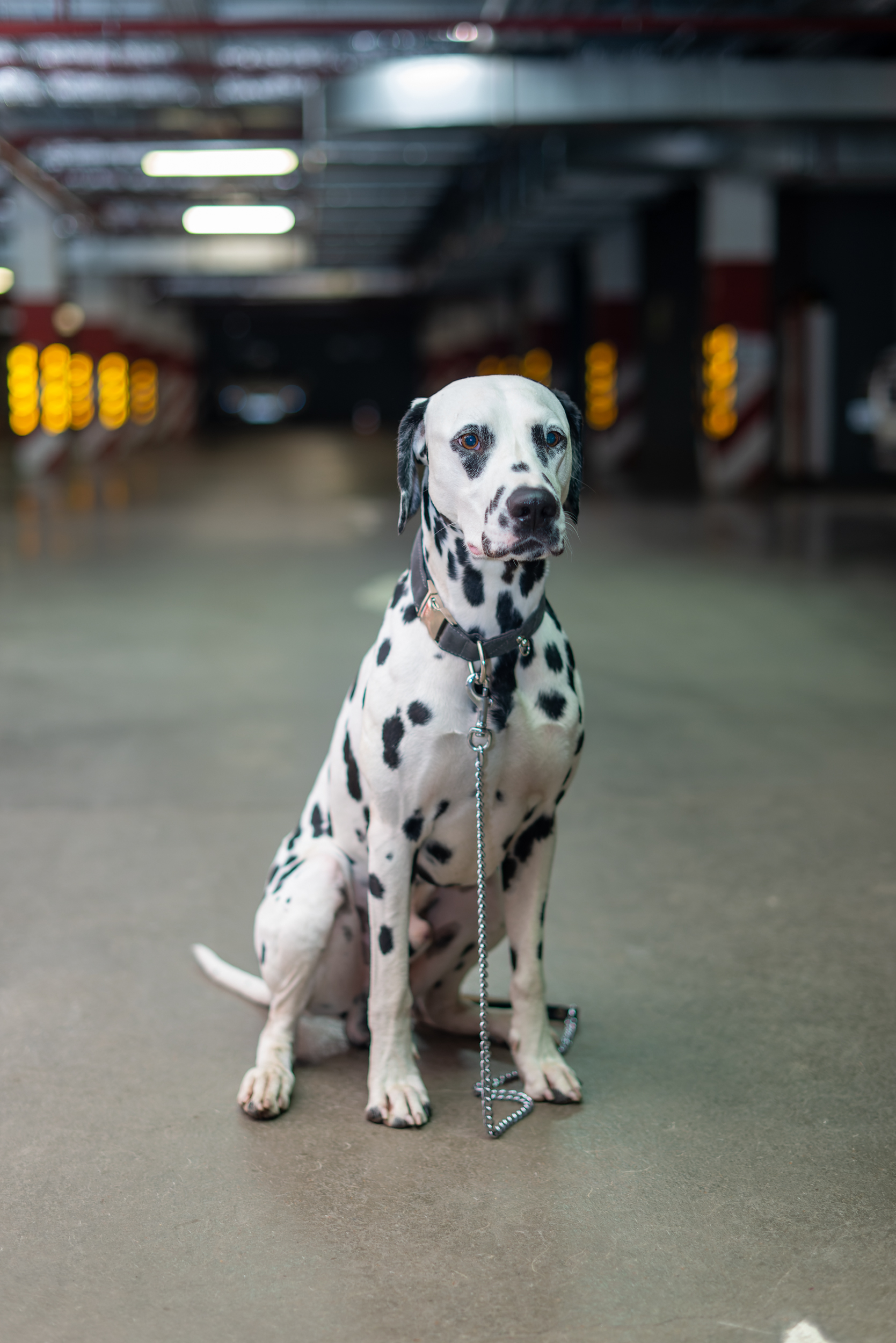 Durilka is two years old - My, Dog, Pets, Dalmatian, Longpost