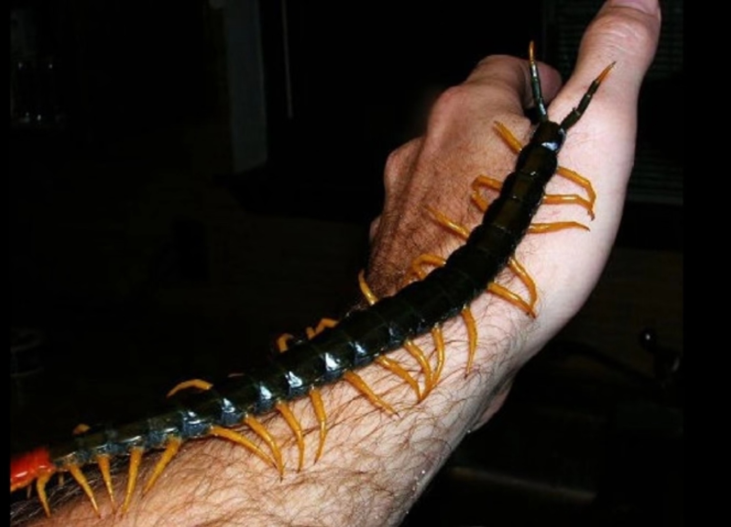 Scolopendra - Tough insect. rebirth - Animals, First post, Repeat, Riot, Insects, Scolopendra