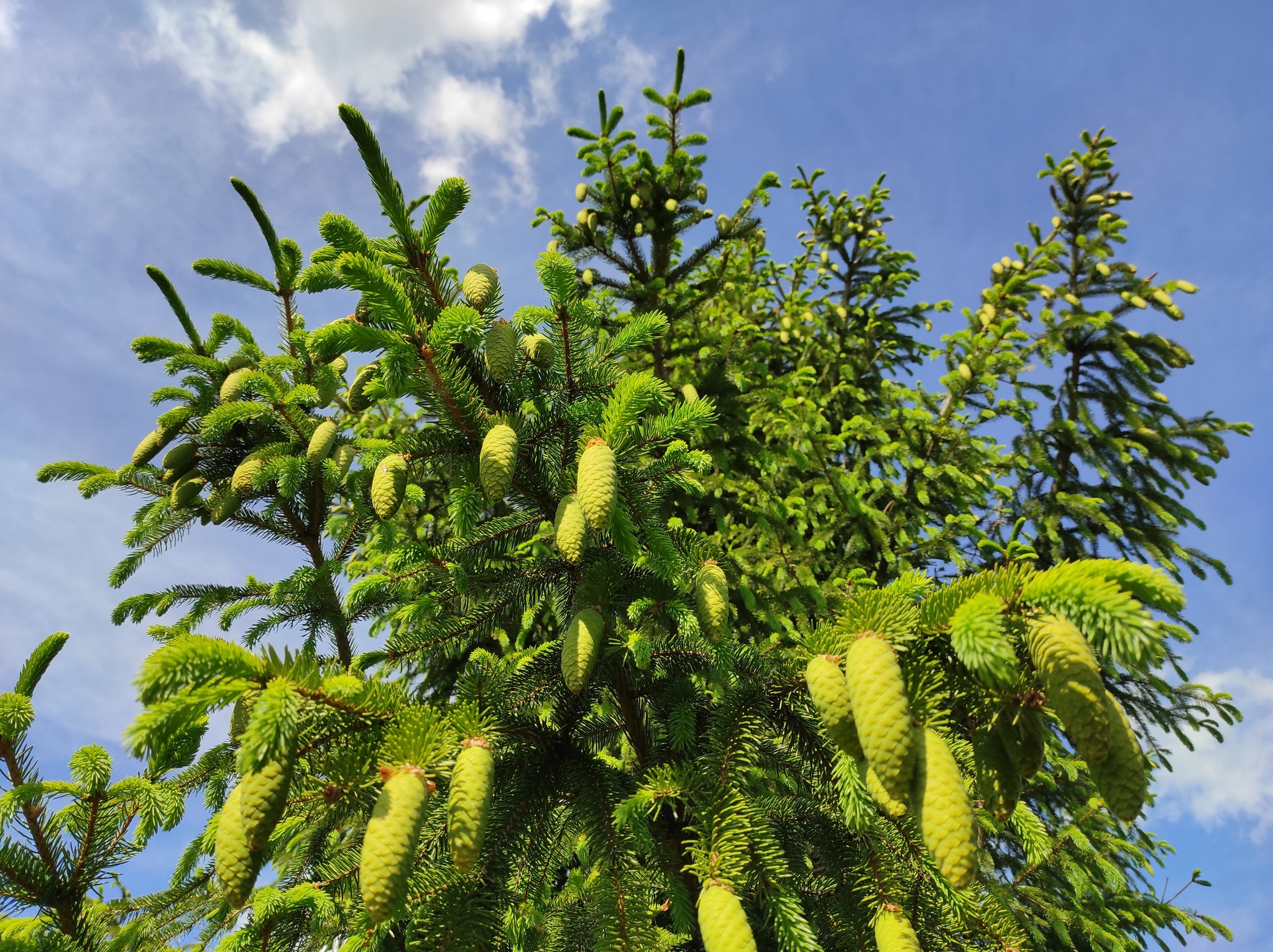 Some fresh cones - My, The photo, Nature, Cones, Without processing