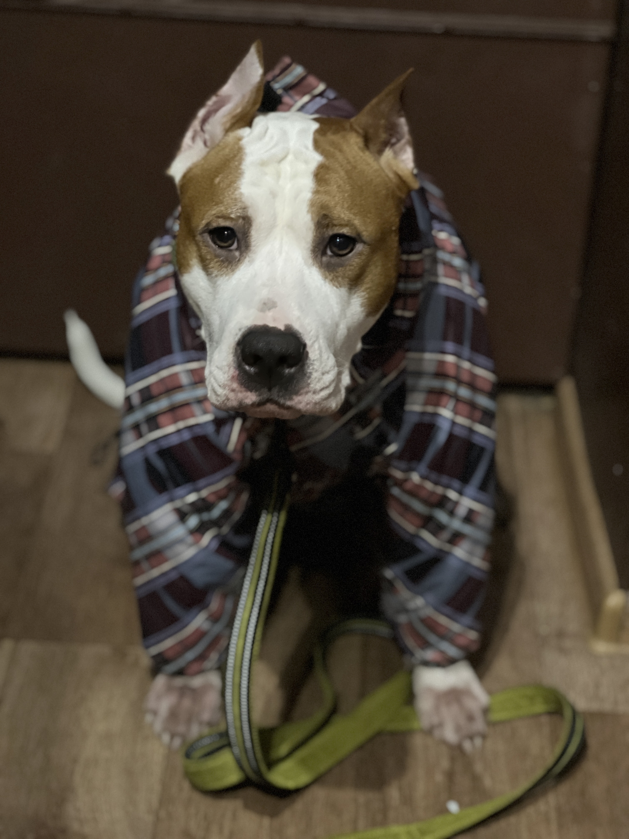 Gopnik in overalls - My, Dog, Amstaff, The photo