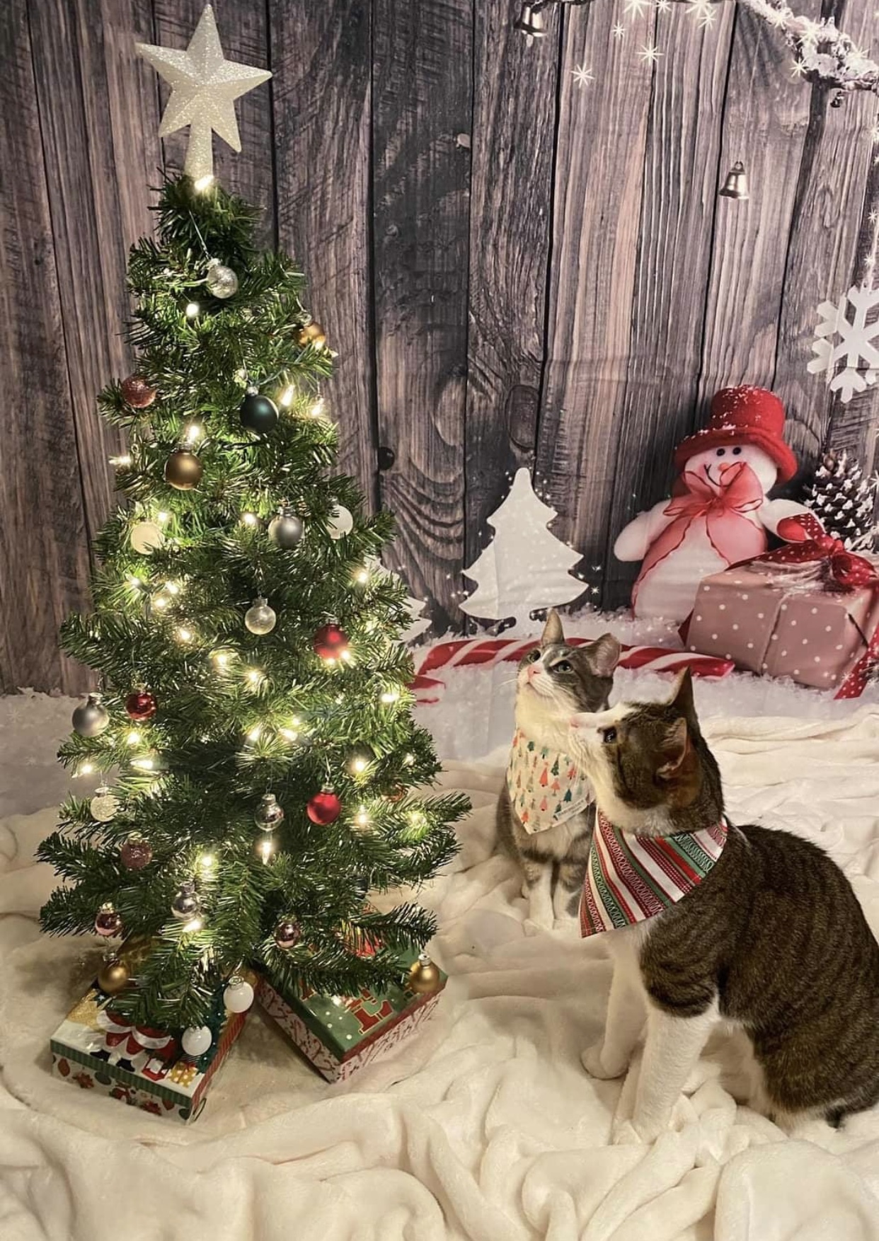 Let's drop it? - cat, Christmas trees, Small cats, Kittens, Christmas