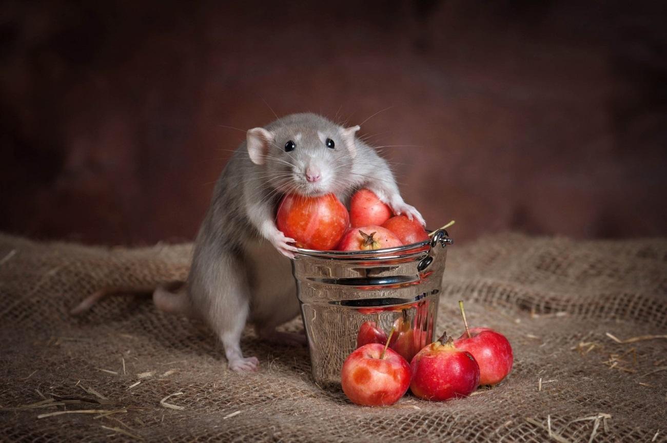 Harvest - Decorative rats, Rat, The photo, Milota