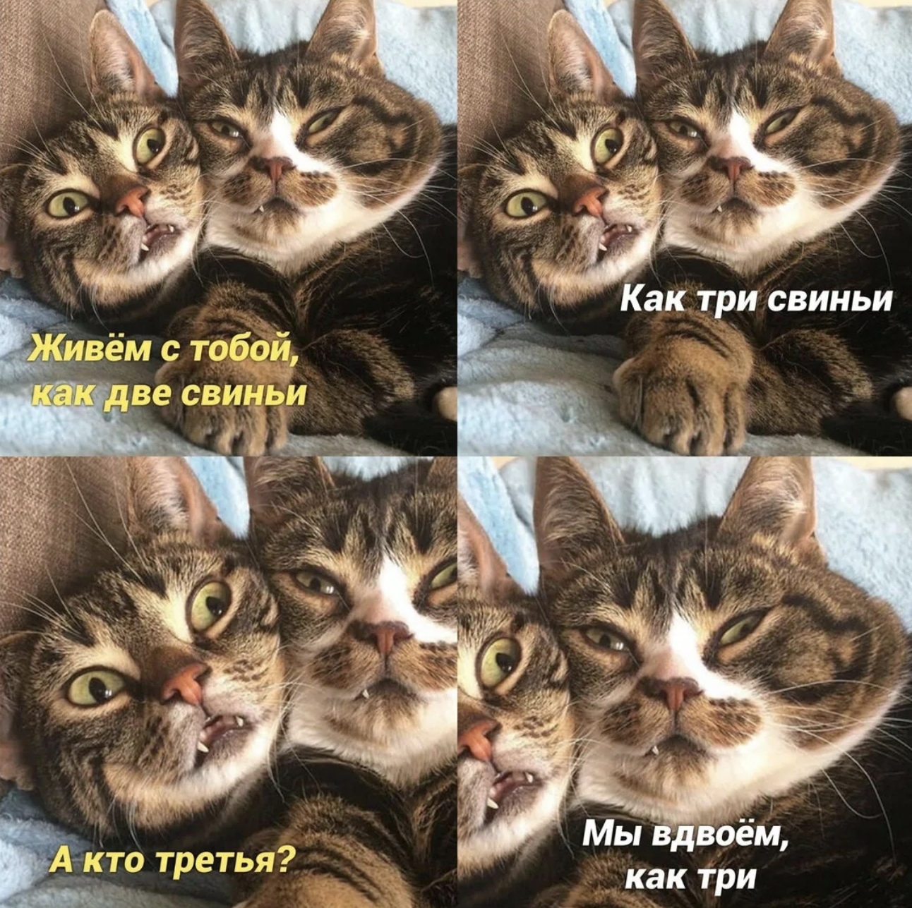 Old-discontinuous)) - Humor, A wave of posts, Repeat, cat, Picture with text