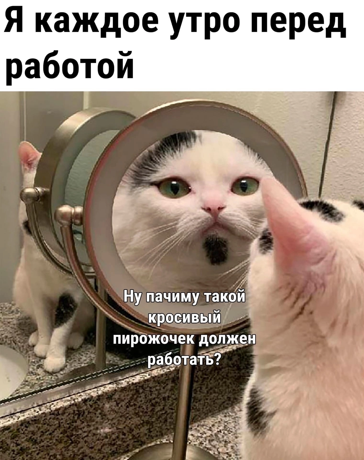 funny - Humor, Picture with text, cat