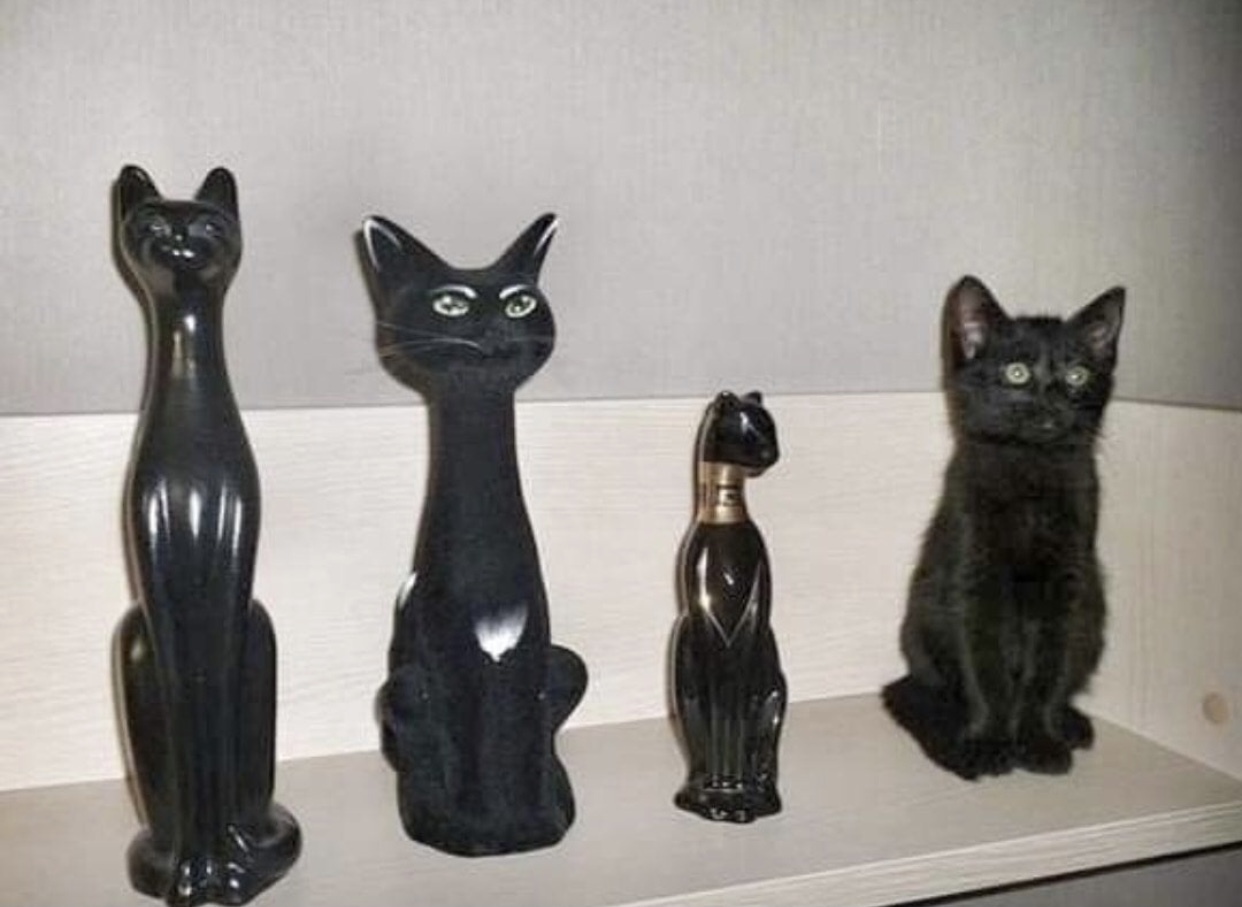 The main thing is not to move - cat, Sculpture, Repeat, Black cat