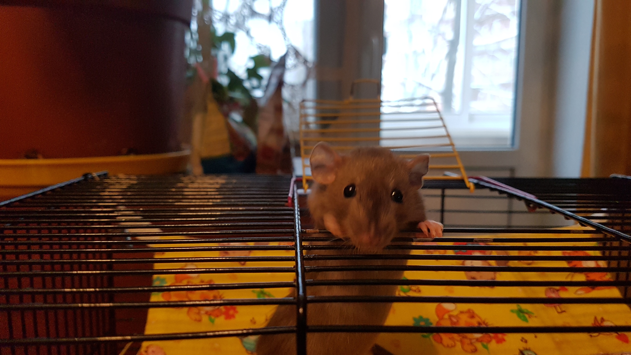 rats - My, Rat, Decorative rats, Rodents, Longpost