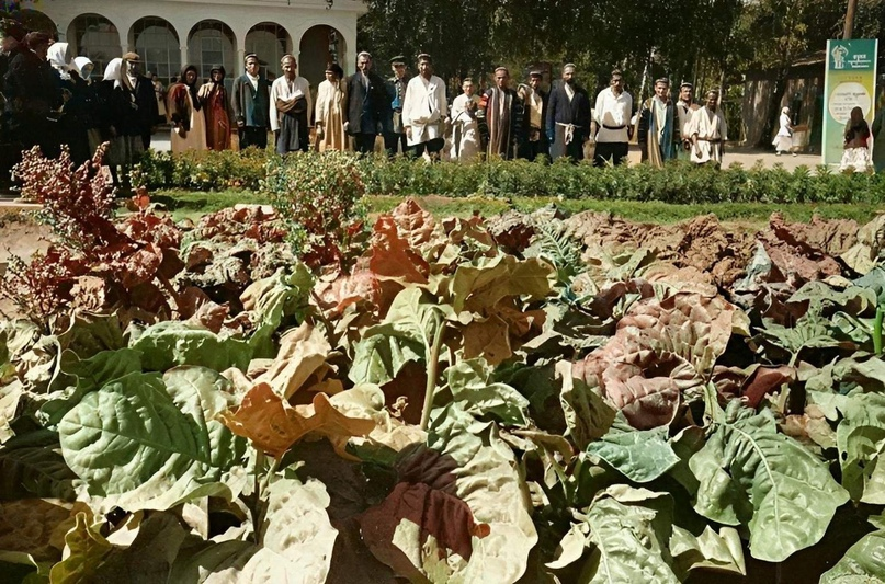 Camels, palm trees and tobacco fields - this was VDNKh (VSHV) at the opening. Historical photographs from 1939 - My, Colorization, Old photo, Architecture, the USSR, 1930s, VDNKh, VVC, Vshv, Moscow, Story, Longpost