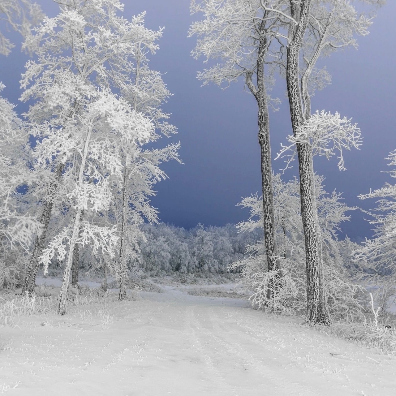 frosty freshness - Winter, freezing, Road, Forest, Beautiful, The photo