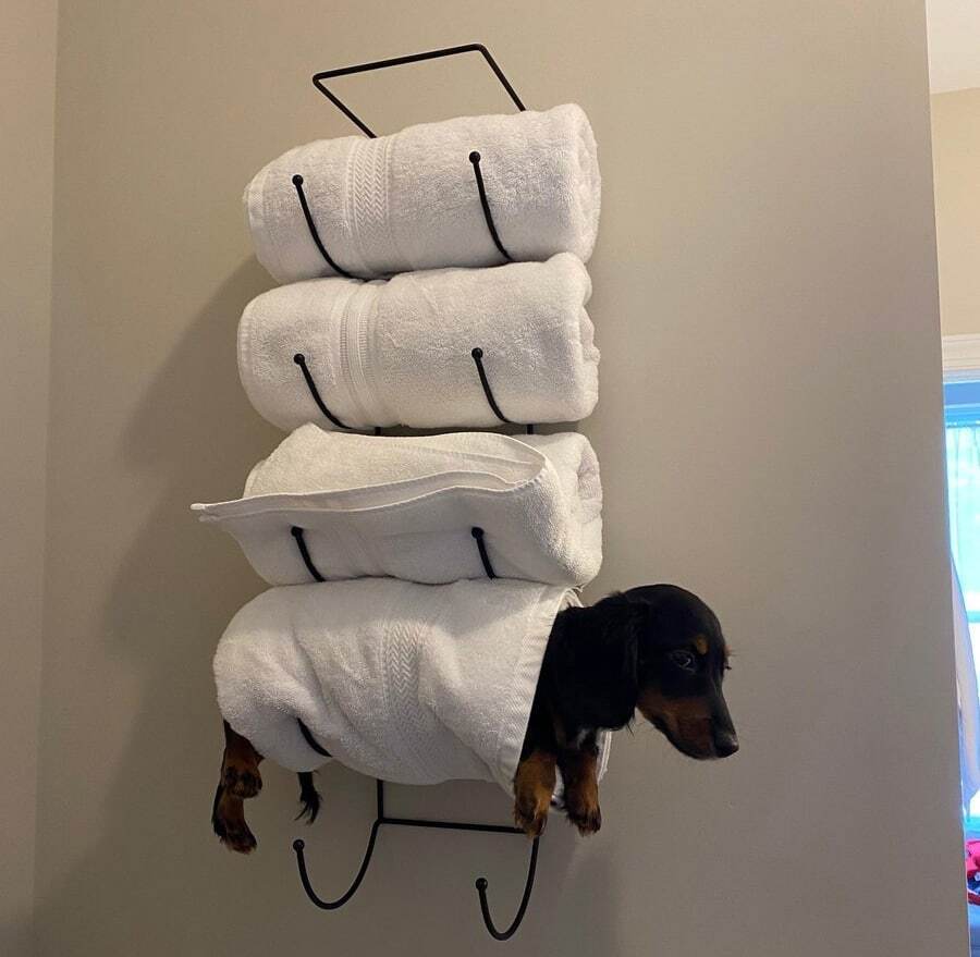 This mission failed - Dog, Towel, Dachshund, Hanger, Puppies