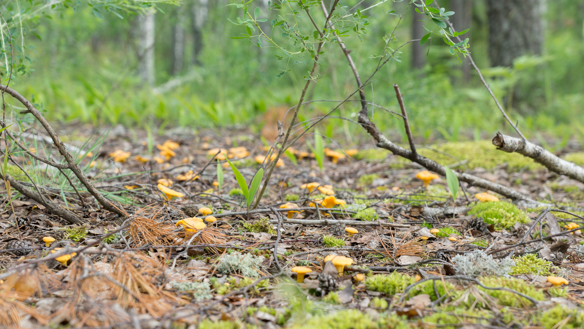 Chanterelles - My, Sony, Forest, Landscape, Summer, Chanterelles, Mushrooms, Longpost