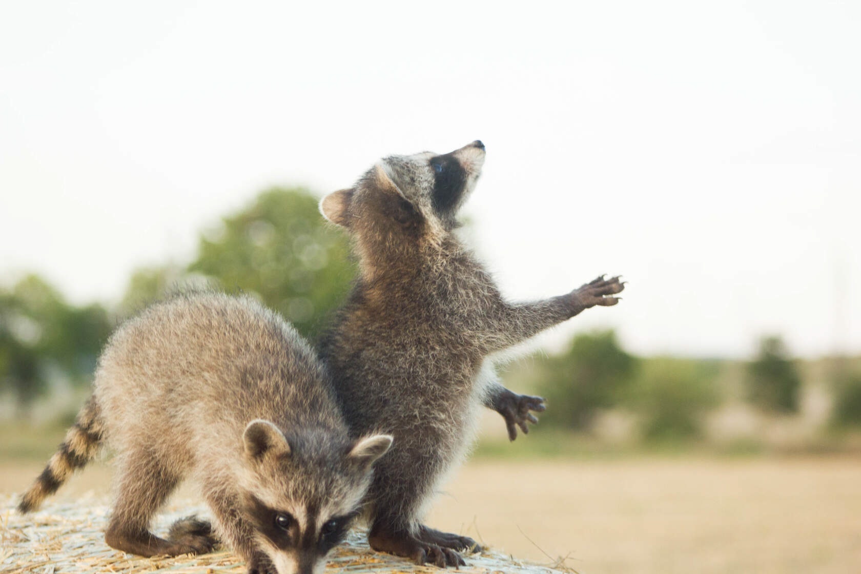 Smile and wave - Raccoon, Wild animals, Predatory animals, The photo