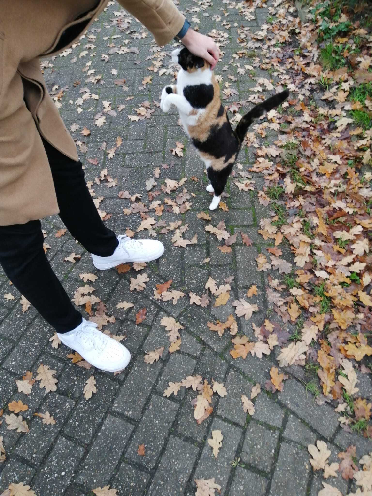 Perfect color match - cat, Tricolor cat, Meeting