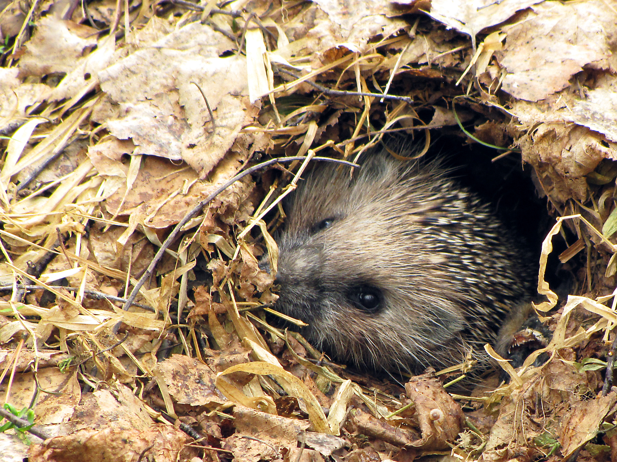 Have you ever seen a hedgehog's nest? - My, Hedgehog, Animals, Nature, Biology, Insectivores, Nest