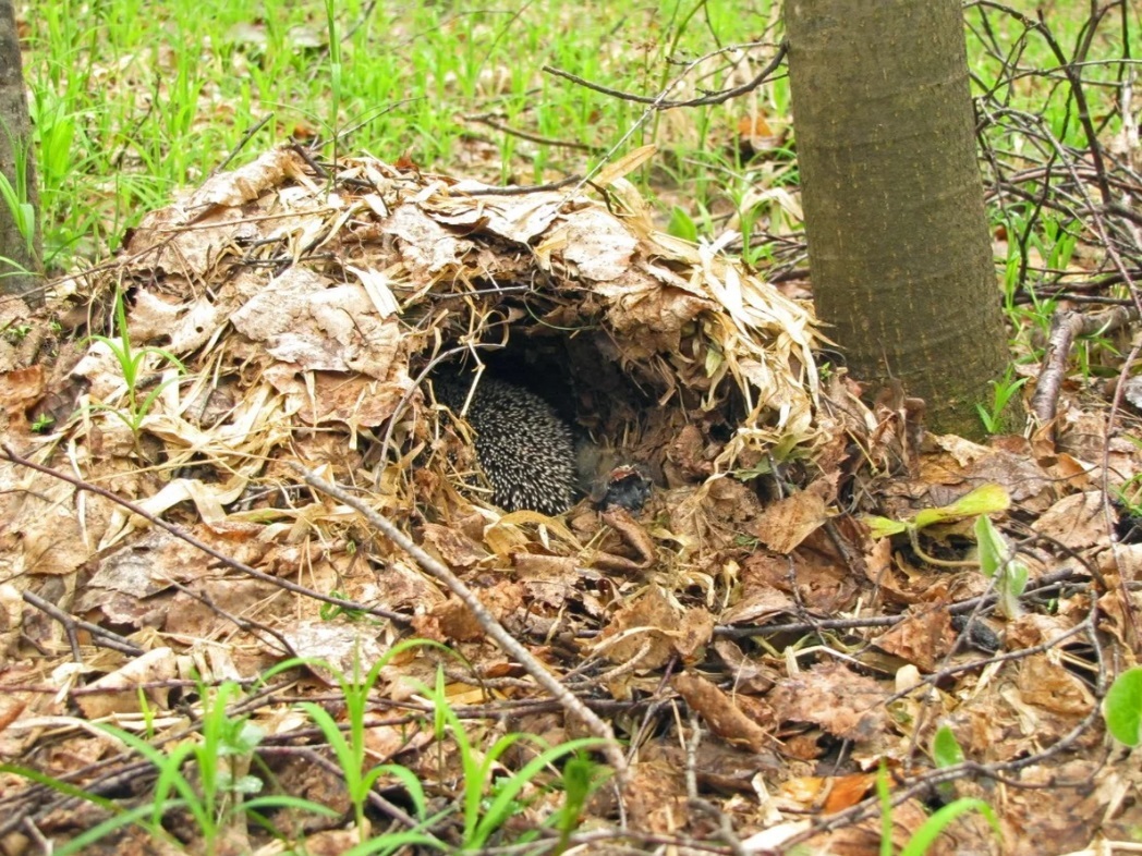 Have you ever seen a hedgehog's nest? - My, Hedgehog, Animals, Nature, Biology, Insectivores, Nest