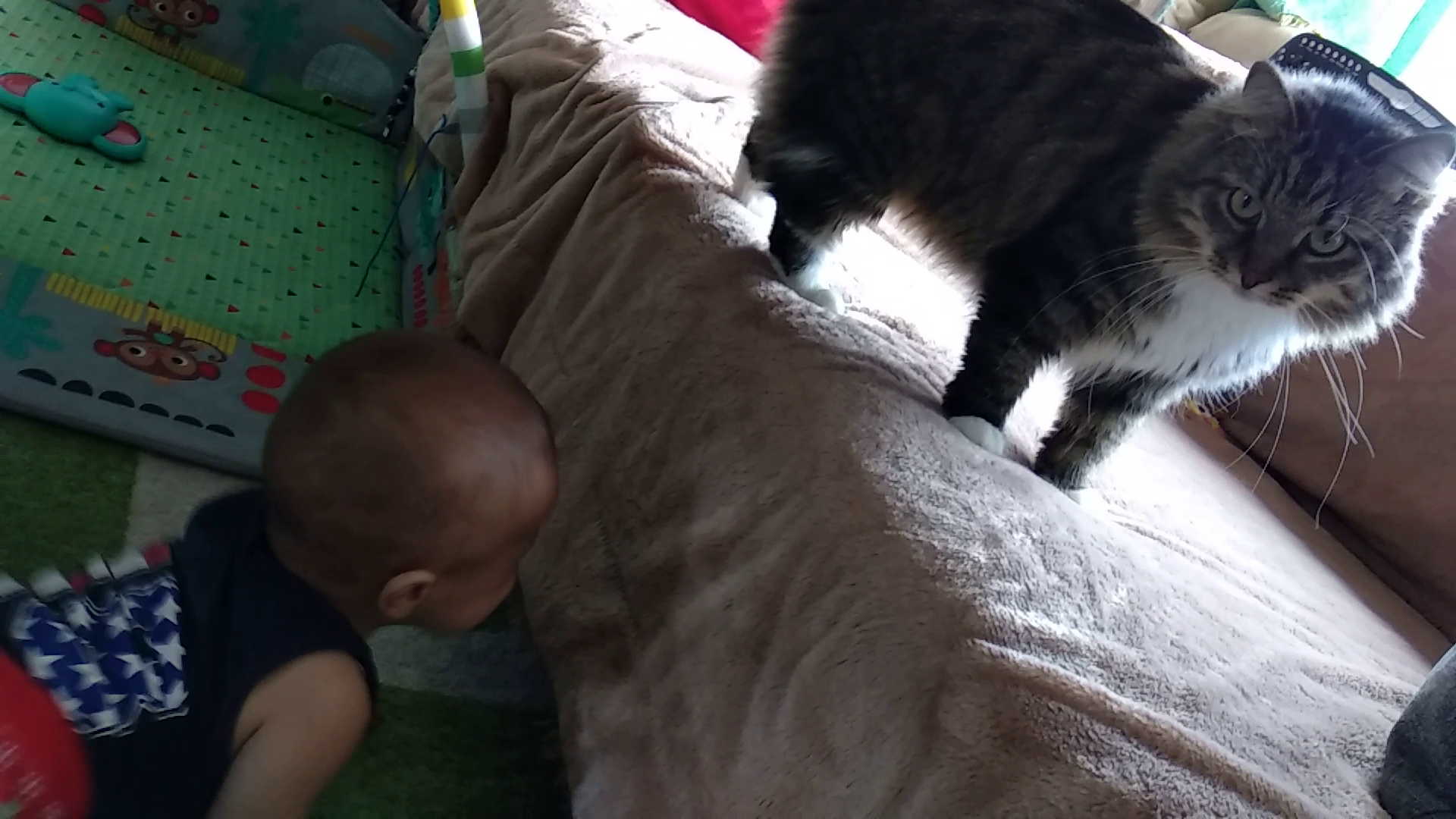 He crawled on his and my head ... - My, cat, Milota, Pets, Children, On your head