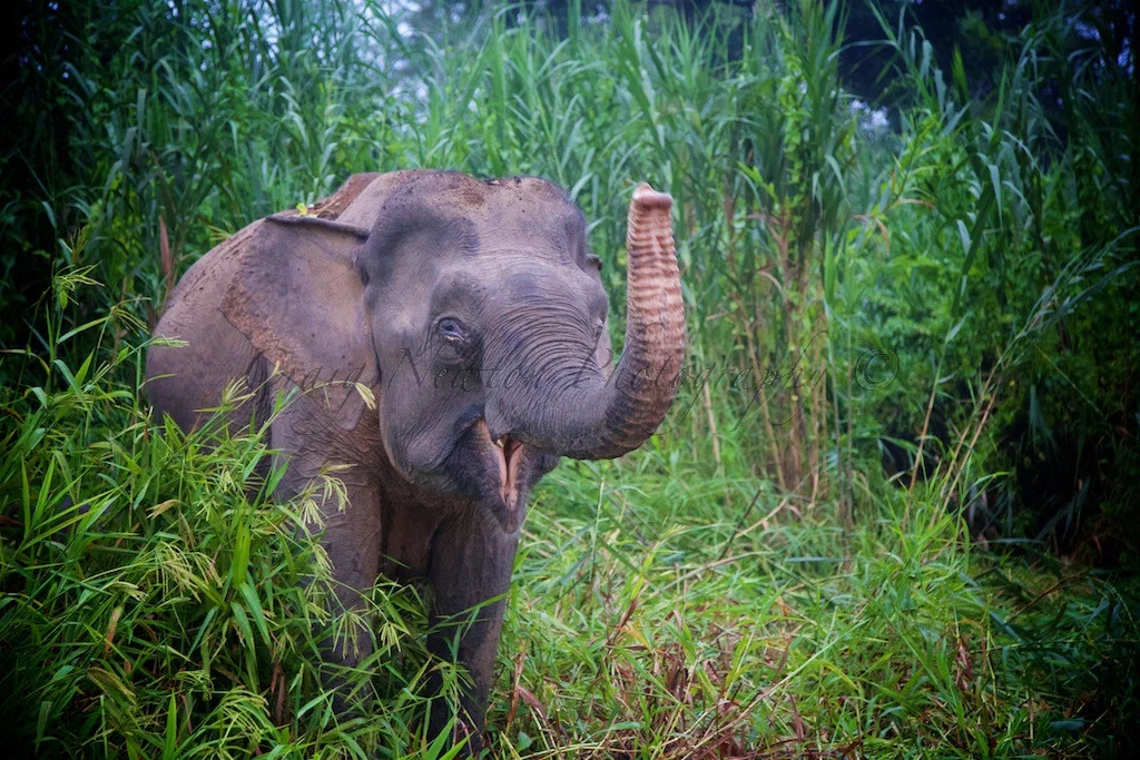 Борнейский слон: «Крошечные» островные слоны весом всего 500 кг. Эти редкие  звери хранят великую тайну своего прошлого | Пикабу