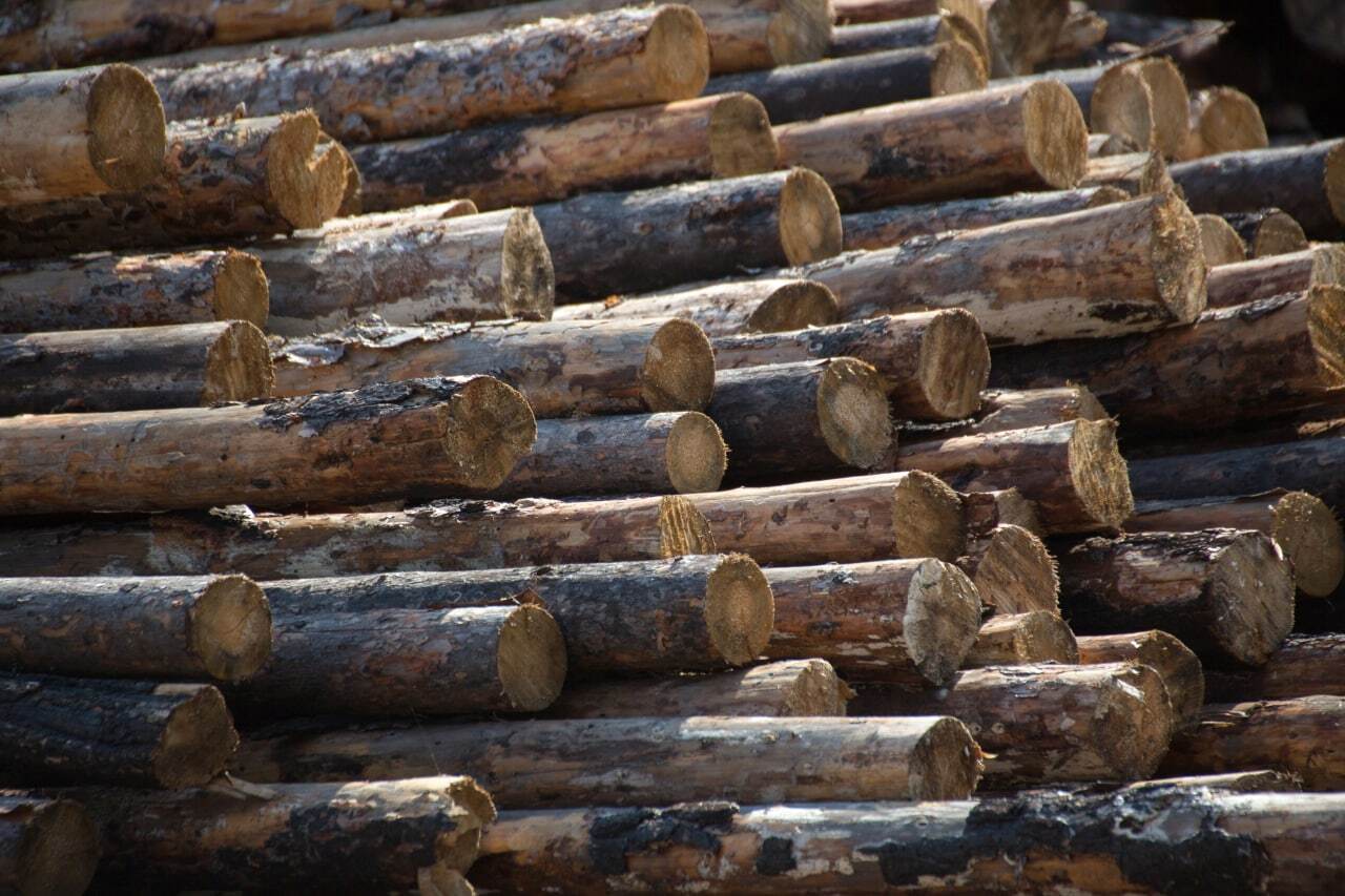 In Kuzbass, a case was opened on illegal logging of organized crime groups with the participation of officials - My, Negative, TASS, Russia, news, Economy, Forest, Kemerovo