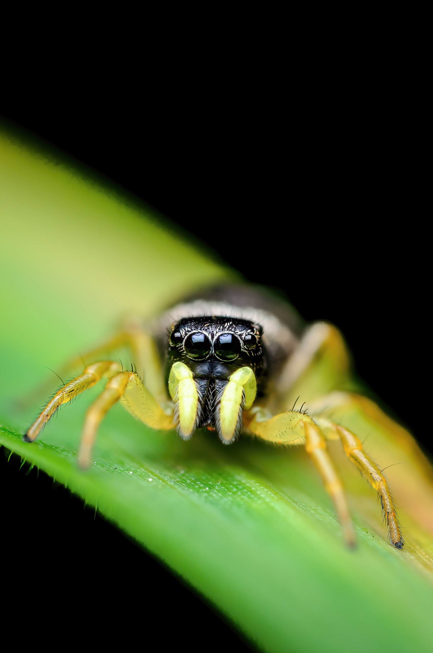 Eyeball #12 - My, The photo, Nature, Animals, wildlife, Spider, Jumping spider, Milota, Eyes, Nikon, Nikon d5100, Sigma