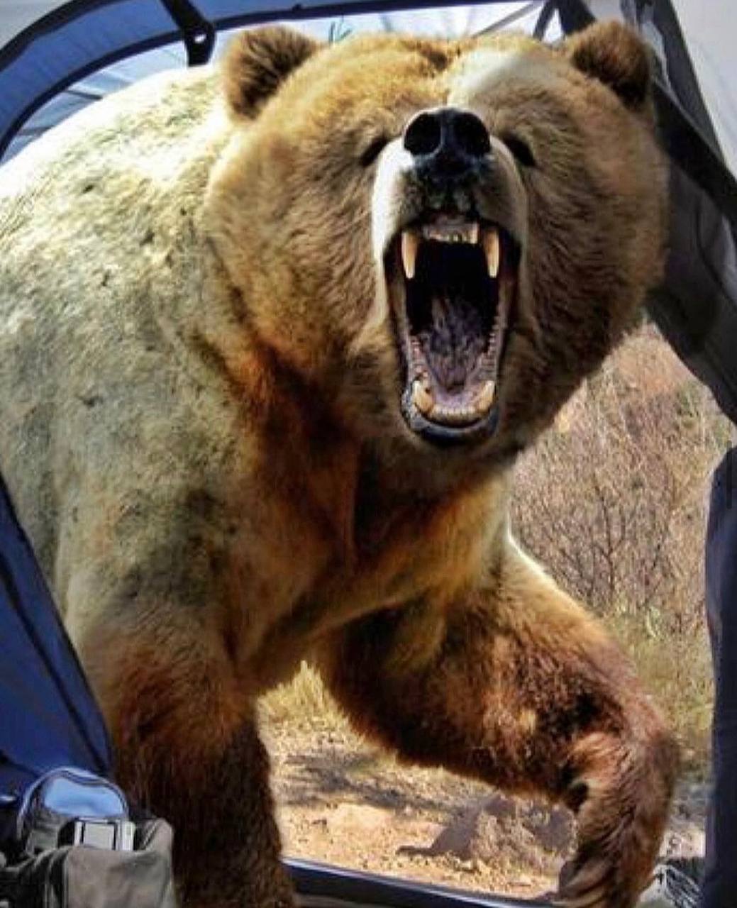 Последний снимок японского фотографа медведь