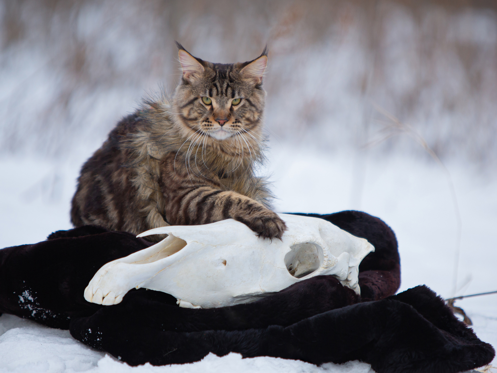 Continuing the theme of animal photography - My, The photo, cat, Maine Coon, Scull