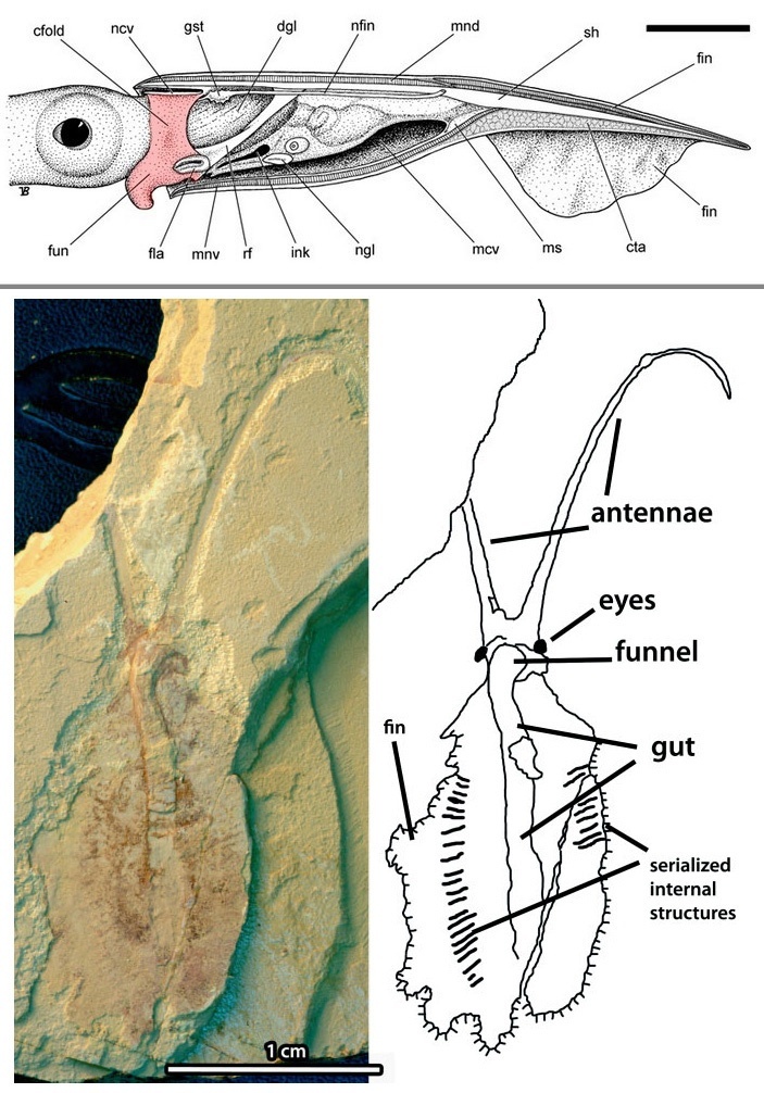 SOMETHING FROM THE CAMBRIAN - My, Nauchpop, The science, Informative, Biology, Extinct species, Zoology, Oceanology, Longpost