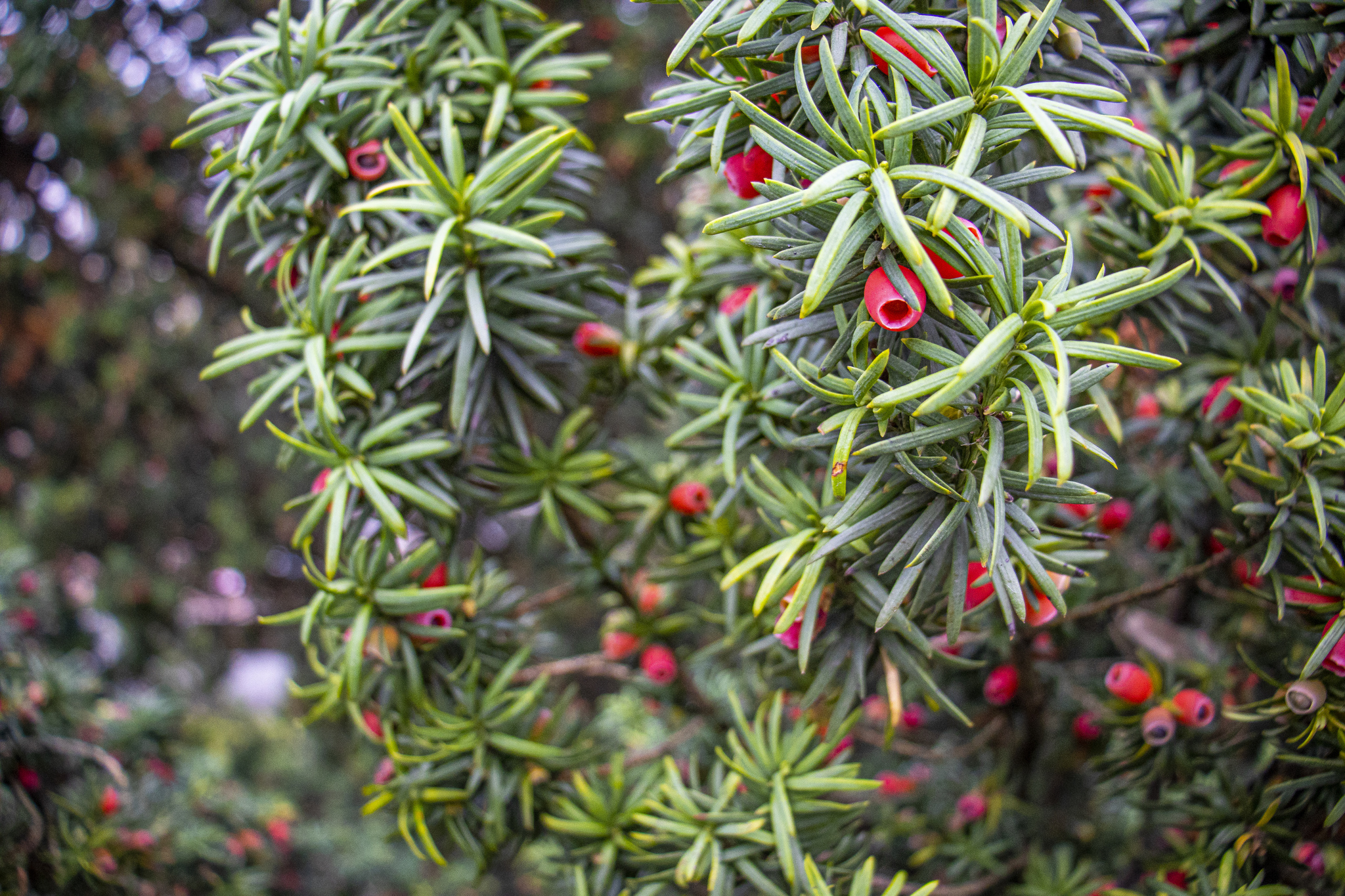 Yew - My, Yew, Plants, The photo