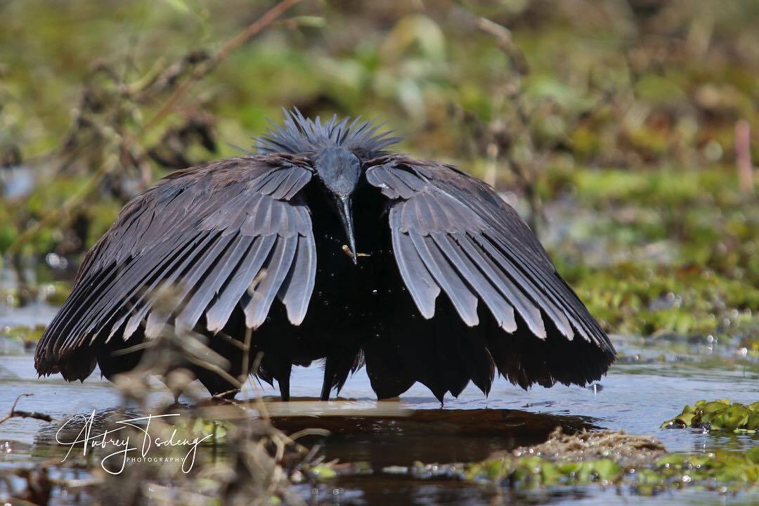 Parasol - Birds, Animals, Wild animals, wildlife, Africa, Black Heron