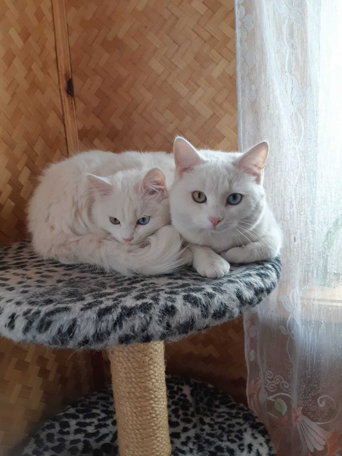 Snow White cats in good hands! - My, Is free, No rating, Cat lovers, cat, Odintsovo