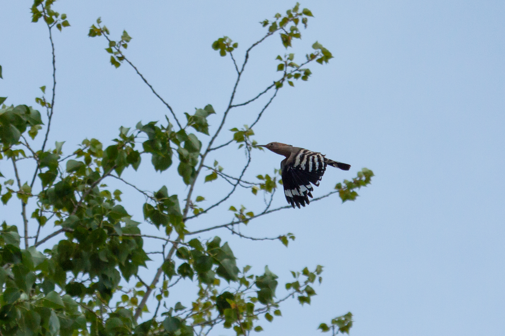 Incident at the biostation - My, Mink, Biological station, Animals, Hoopoe, Nature, Birds