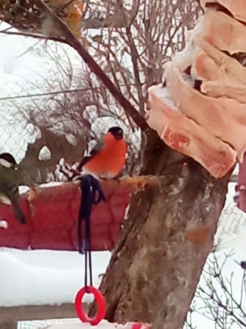 The bullfinch has finally arrived - My, Helping animals, Birds, Tit, Nuthatch, Great spotted woodpecker, Vertical video, Falcon, Video, Longpost