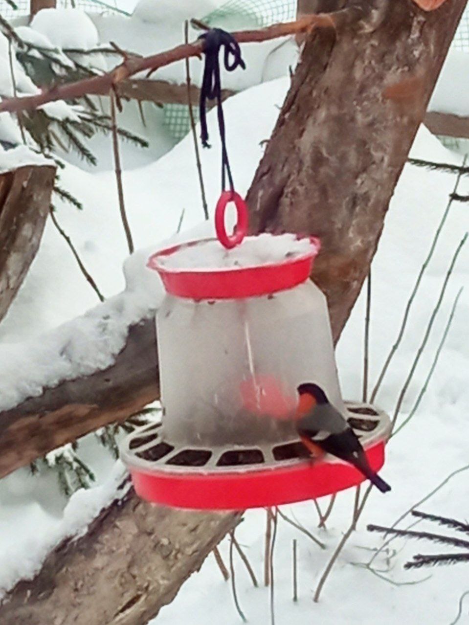 The bullfinch has finally arrived - My, Helping animals, Birds, Tit, Nuthatch, Great spotted woodpecker, Vertical video, Falcon, Video, Longpost