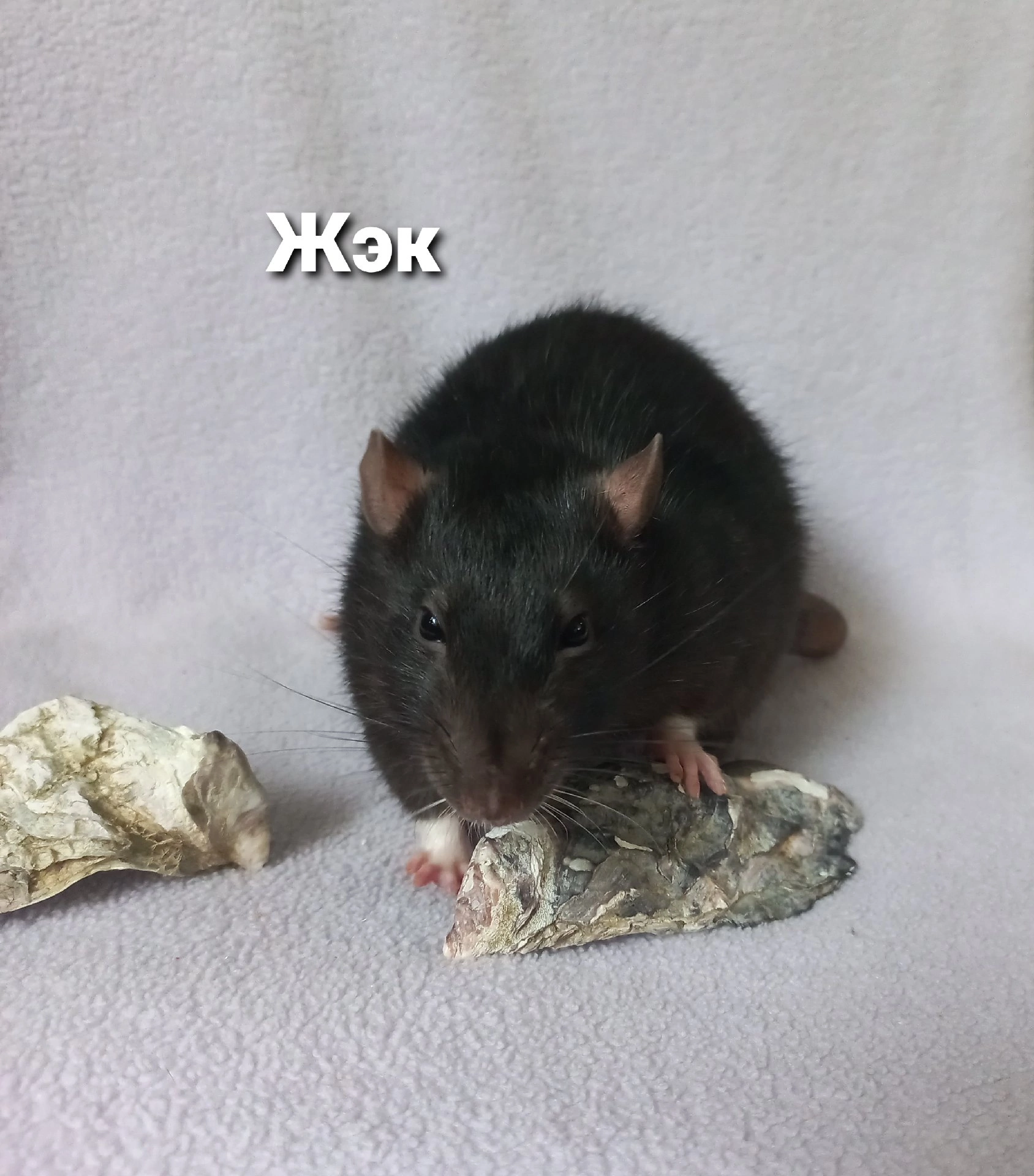 About my - Rat, Decorative rats, Longpost