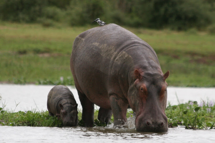 In Uganda, a boy miraculously escaped from the jaws of a hippopotamus - hippopotamus, Boy, Saving life, Uganda, Incident, Attack, Life safety, wildlife, Water, Wild animals, Carried, Survivor, Africa, Longpost