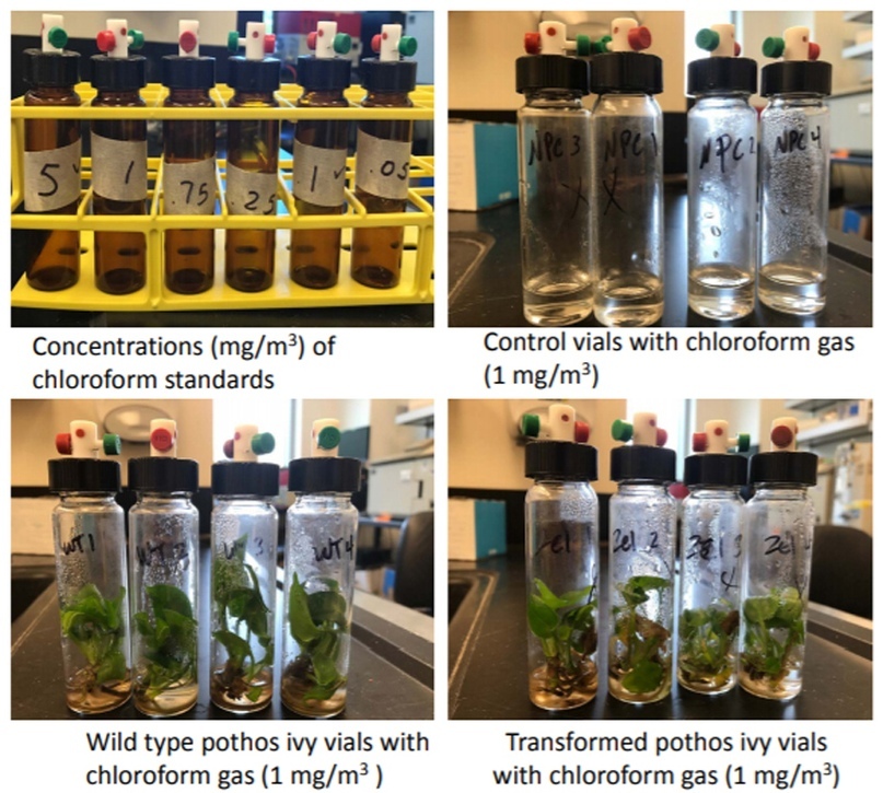 Created the first GMO plant that can remove carcinogens from the air - My, GMO, Carcinogens, Plants, Cmt, The science, Research, Bio, Longpost